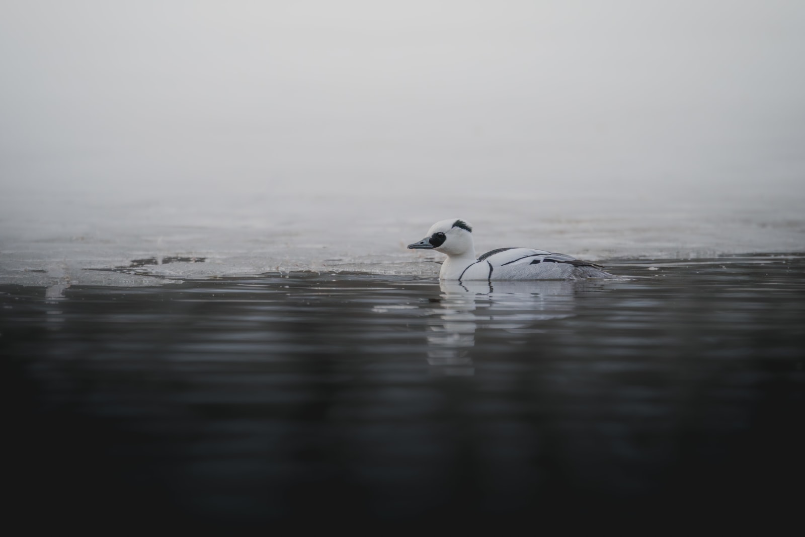 Small white duck with black eyes and black stripes on the body, swimming in dark gray water, with white ice in the background.