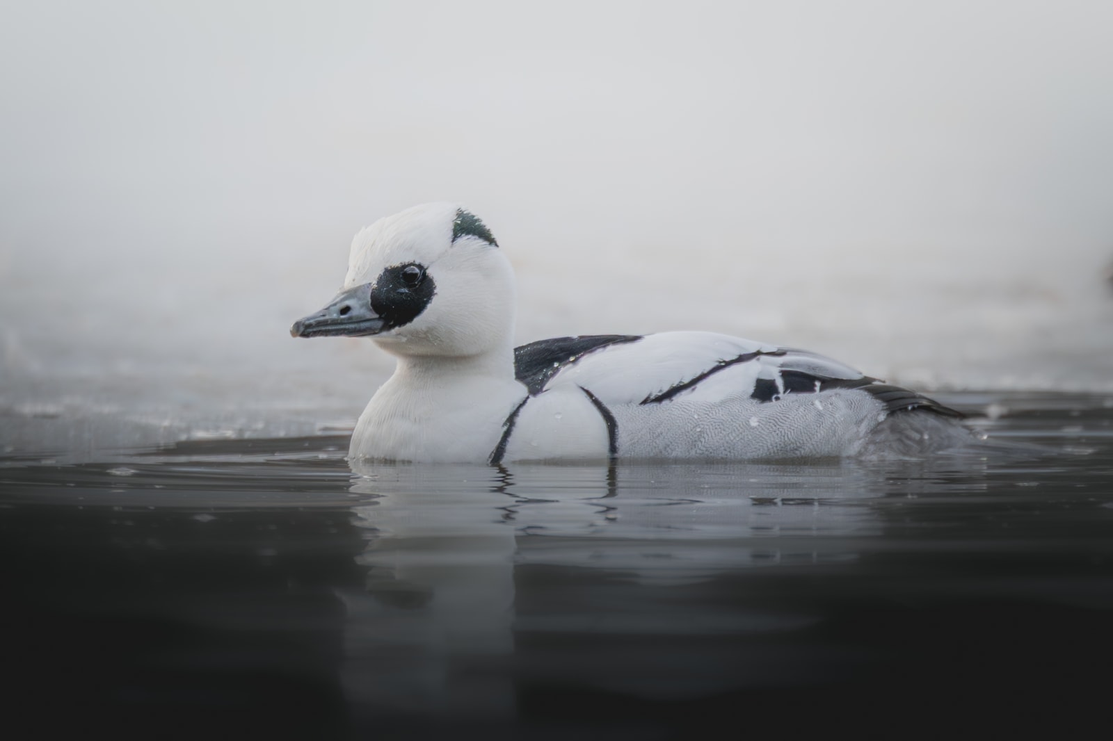 Small white duck with black eyes and black stripes on the body, swimming in dark gray water, with white ice in the background.