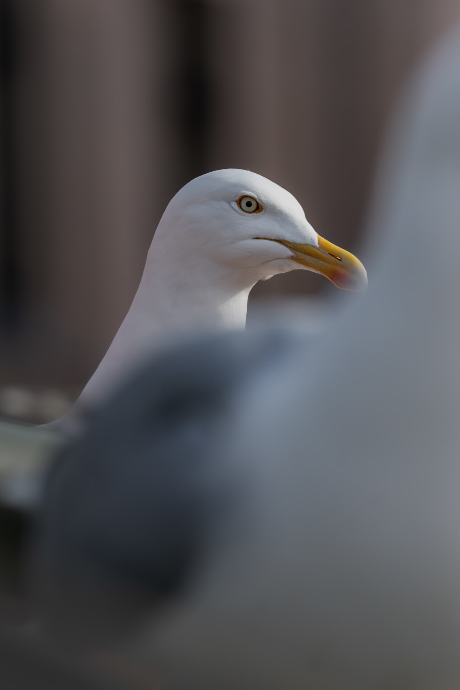 Adult herring gull in breeding plummage, looking at the camera, with a different gull standing out of focus in the foreground.