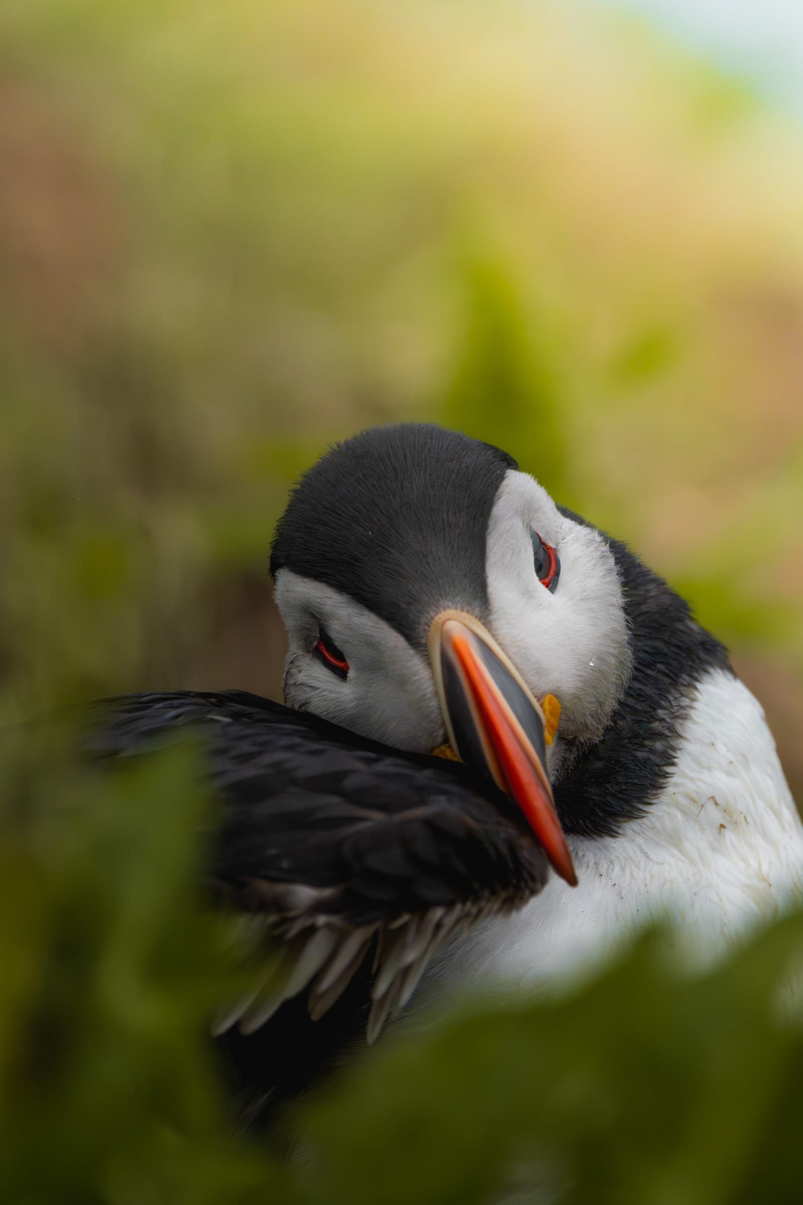 Portrait of a puffin, sitting inbetween long blurry green grass. The beak of the puffin is facing the camera, creating a vertical line in the middle of the frame.