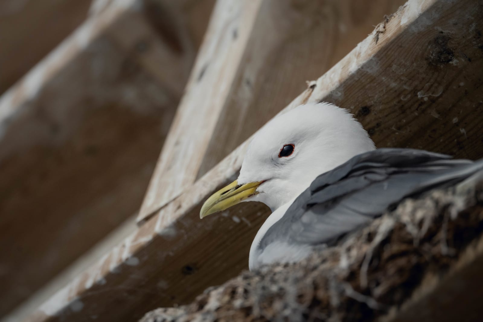 Kittiwake sitting on its nest inside a breeding box