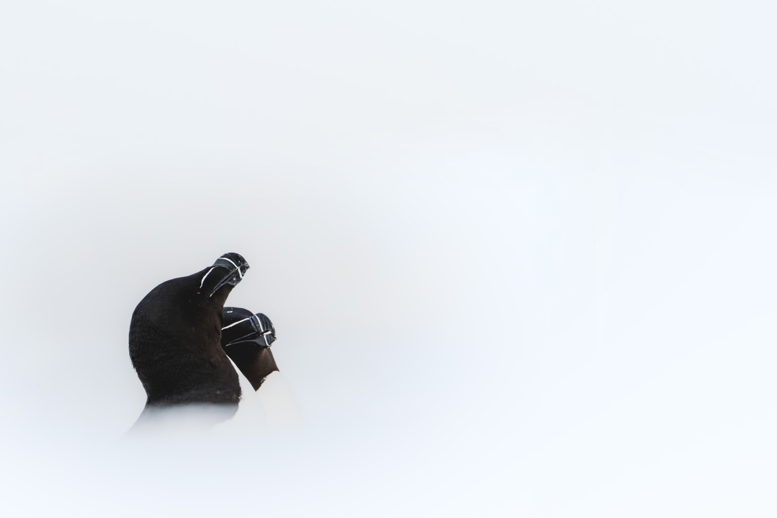 Two razorbills (black and white auks) cuddling in the snow. The razorbills are positioned in the bottom left corner of the frame, and the snowy hill in the foreground makes it so that just their black heads are visible, against a completely white background.