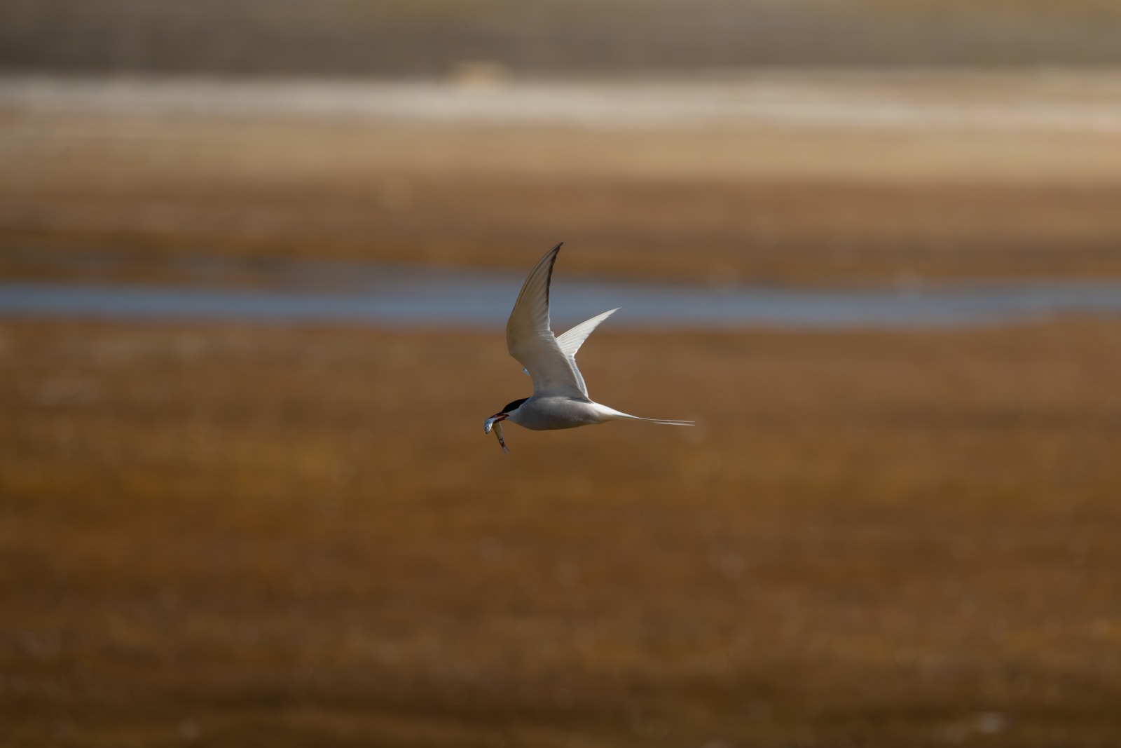 Arctic tern, white seabird with a long sharp red beak, flying right to left with a fish in his beak, with an orange colored valley in the abckground.