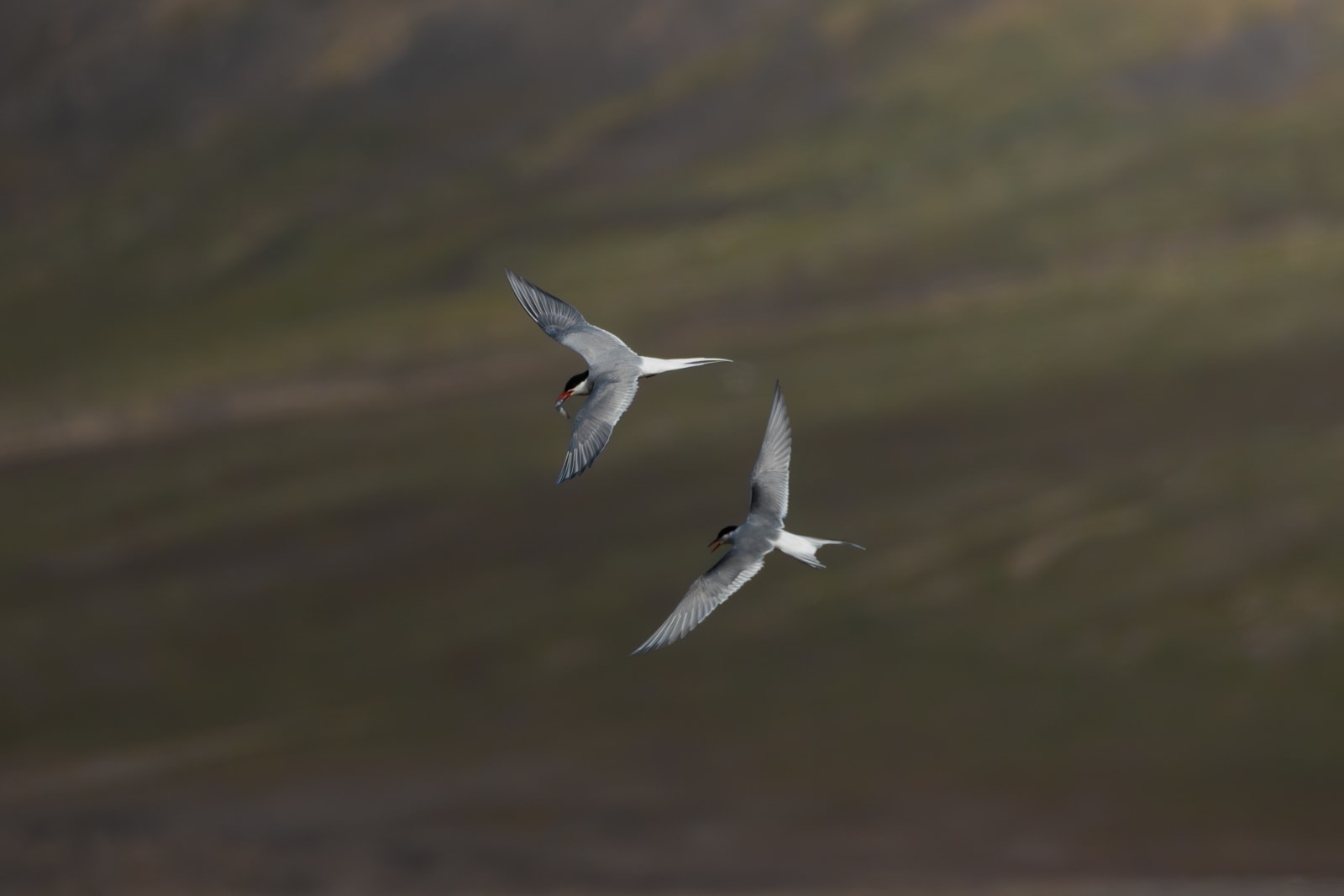 Two arctic terns in flight, in the middle of the frame, with green blurry mountains in the background. One of the terns is holding a fish in its beak. They are small white seabirds, lookig a bit like small gulls, but with a long sharp bright red beak, and a black top of the head.