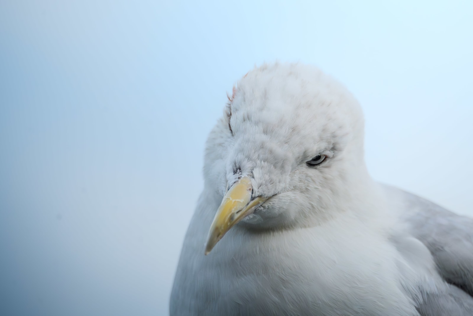 Adult european herring gull looking downwards, on the bottom right corner of the picture frame. Behind her is a bright blue sky.