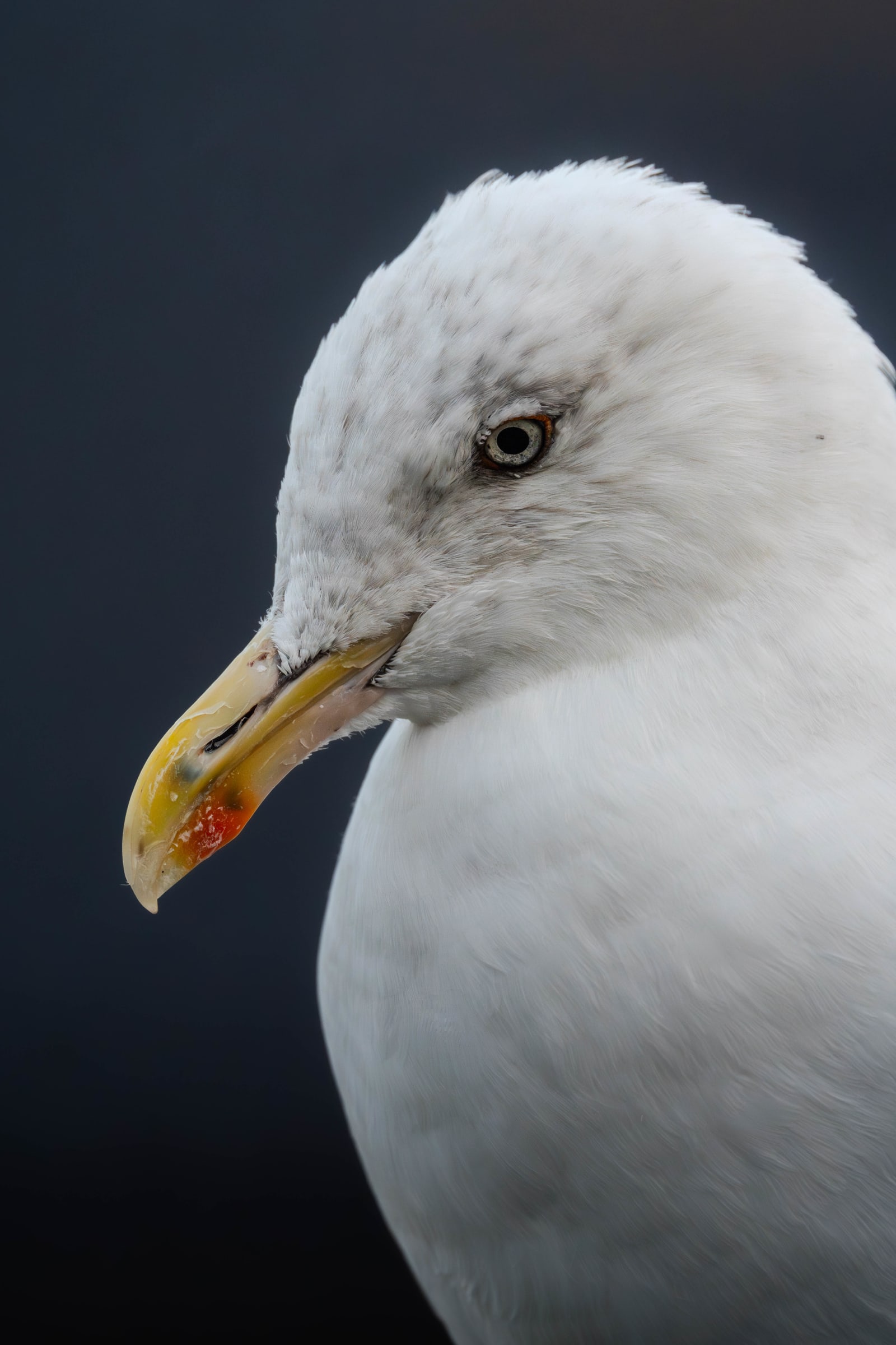 Portrait of an adult european herring gull, with a dark blue blurry background. The picture is taken in profile, with the gull looking down.