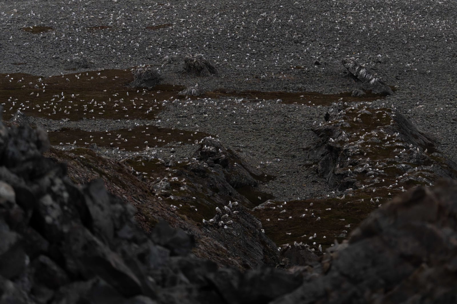 Zoomed in picture of a rocky beach with mountains on either side, and thousands of herring gulls and great black-backed gulls (mostly juveniles/below 4yo) all over the beach, showing up as little white dots against the gray rocks.