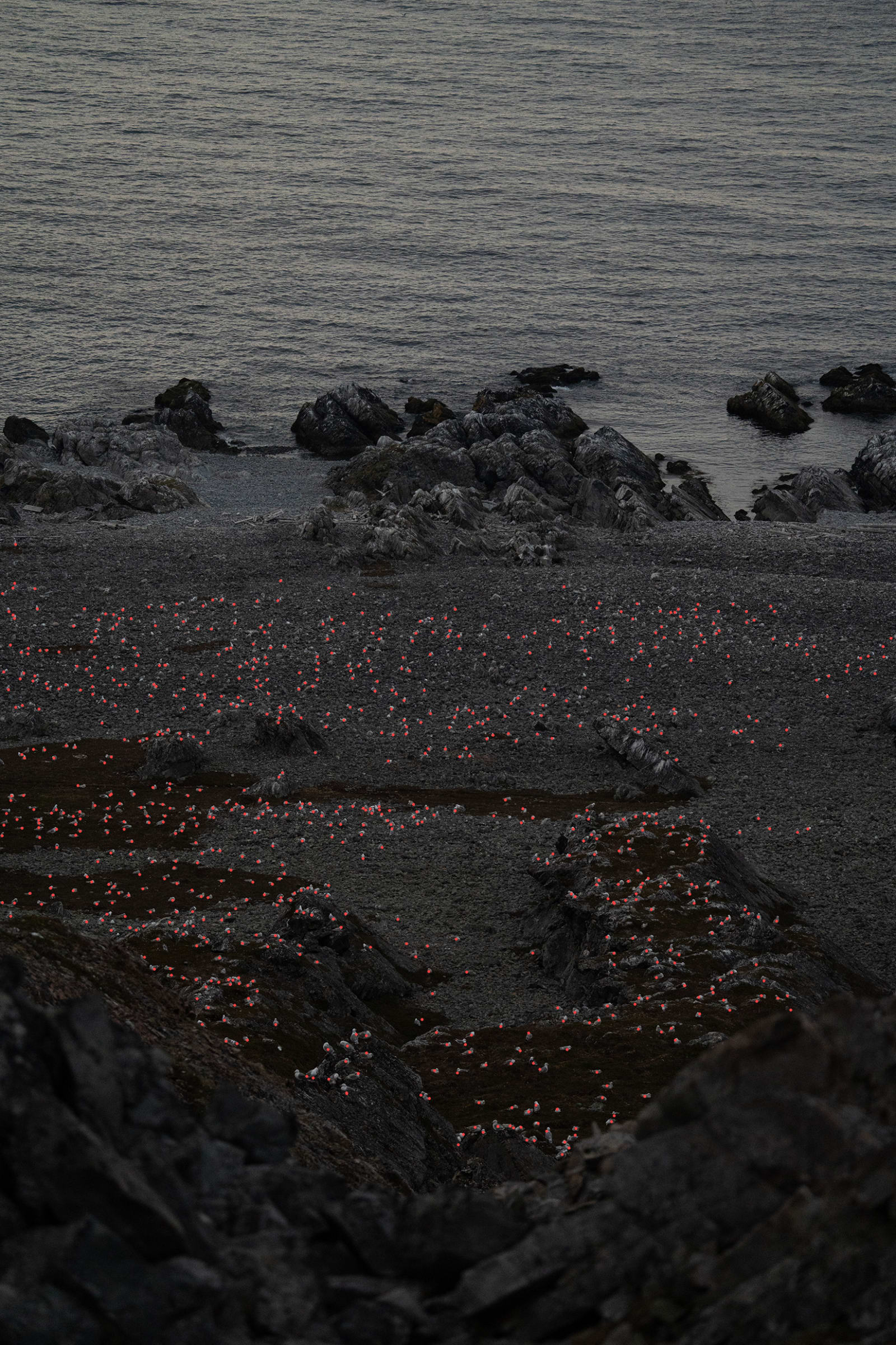 wide angle picture of a rocky coastline with thousands of herring gulls on them, a small red dot is placed on each of the gulls