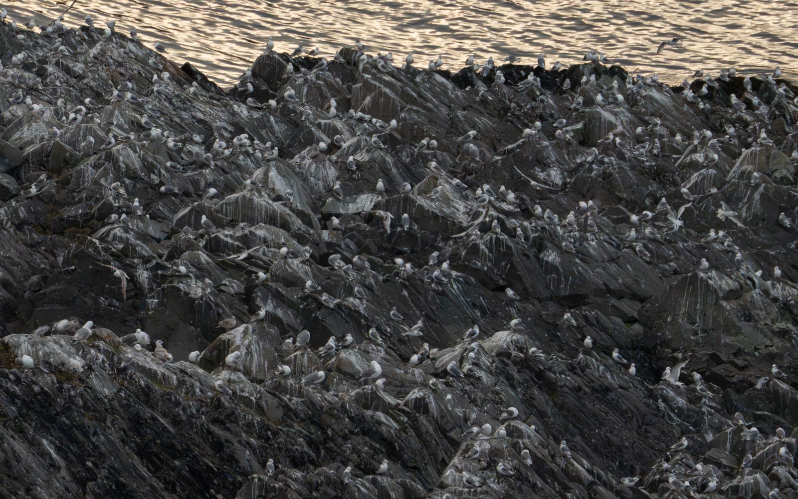 Gray rocks with white poop on them, by the ocean which is lid orange by the evening light. The rocks are covered with herring gulls, which blend in perfectly with their gray and white colors.