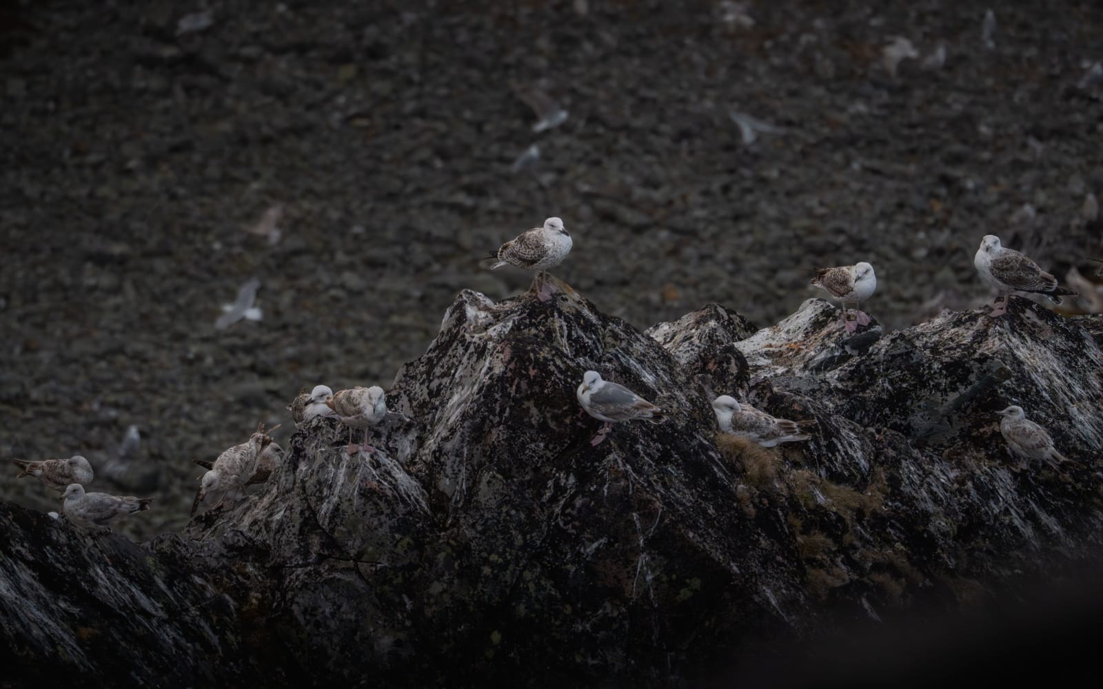 Zoomed in picture of a large flock of herring gulls (mostly juveniles, and some adilts) standing on top of a rocky landscape with moss and grass growing between the rocks. There's white poop on the rocks, letting the gulls blend in perfectly.