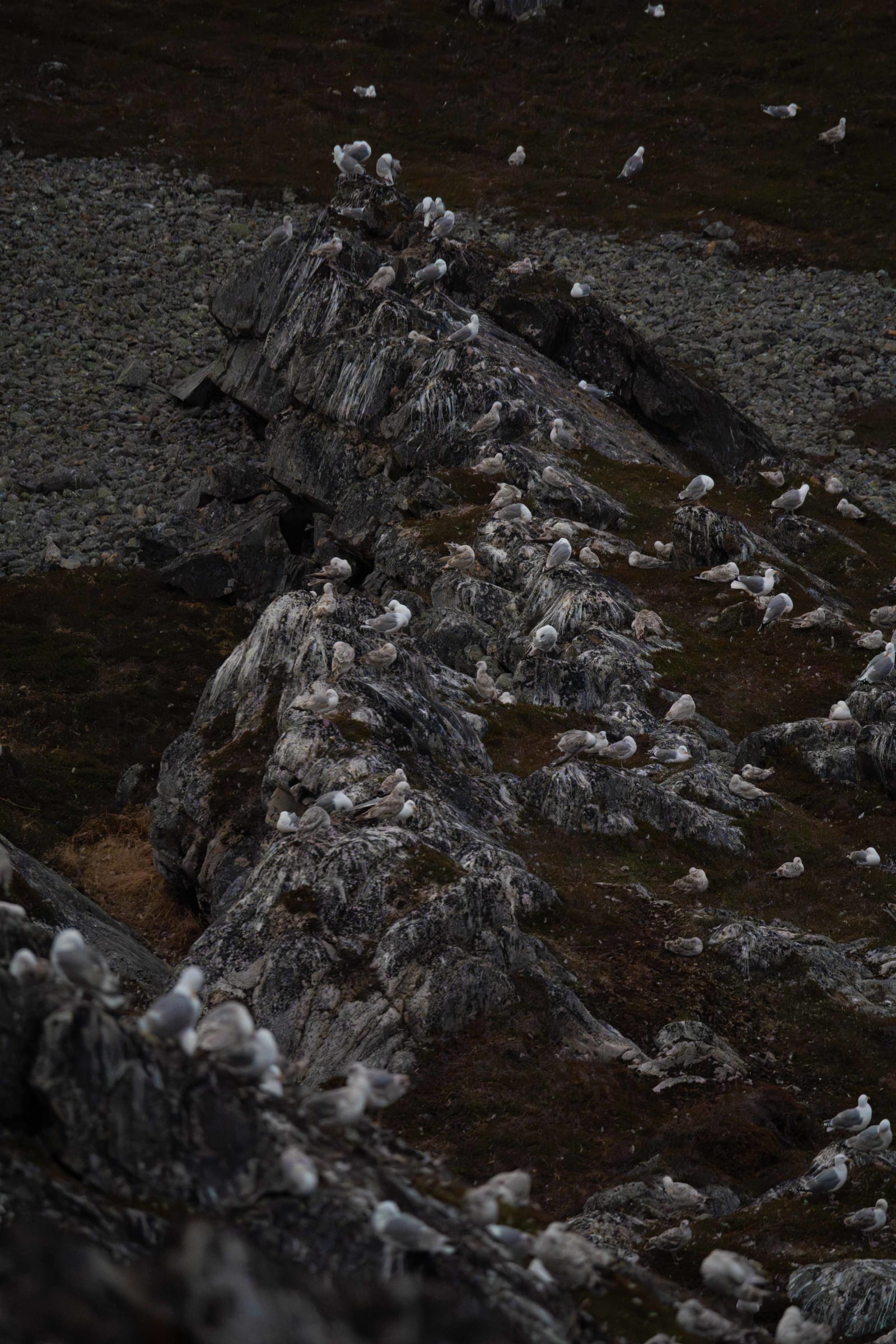 Zoomed in picture of a large flock of herring gulls (mostly juveniles, and some adilts) standing on top of a rocky landscape with moss and grass growing between the rocks. There's white poop on the rocks, letting the gulls blend in perfectly.