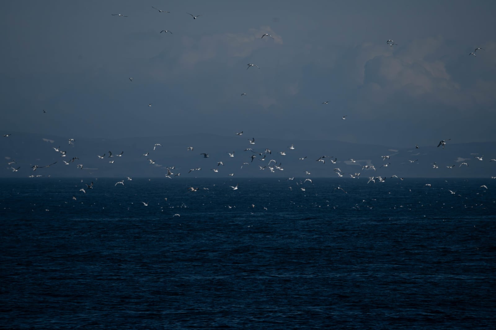 Very large group of gulls flying over the blue ocean, with mountains and clouds in the background, on a very sunny day.