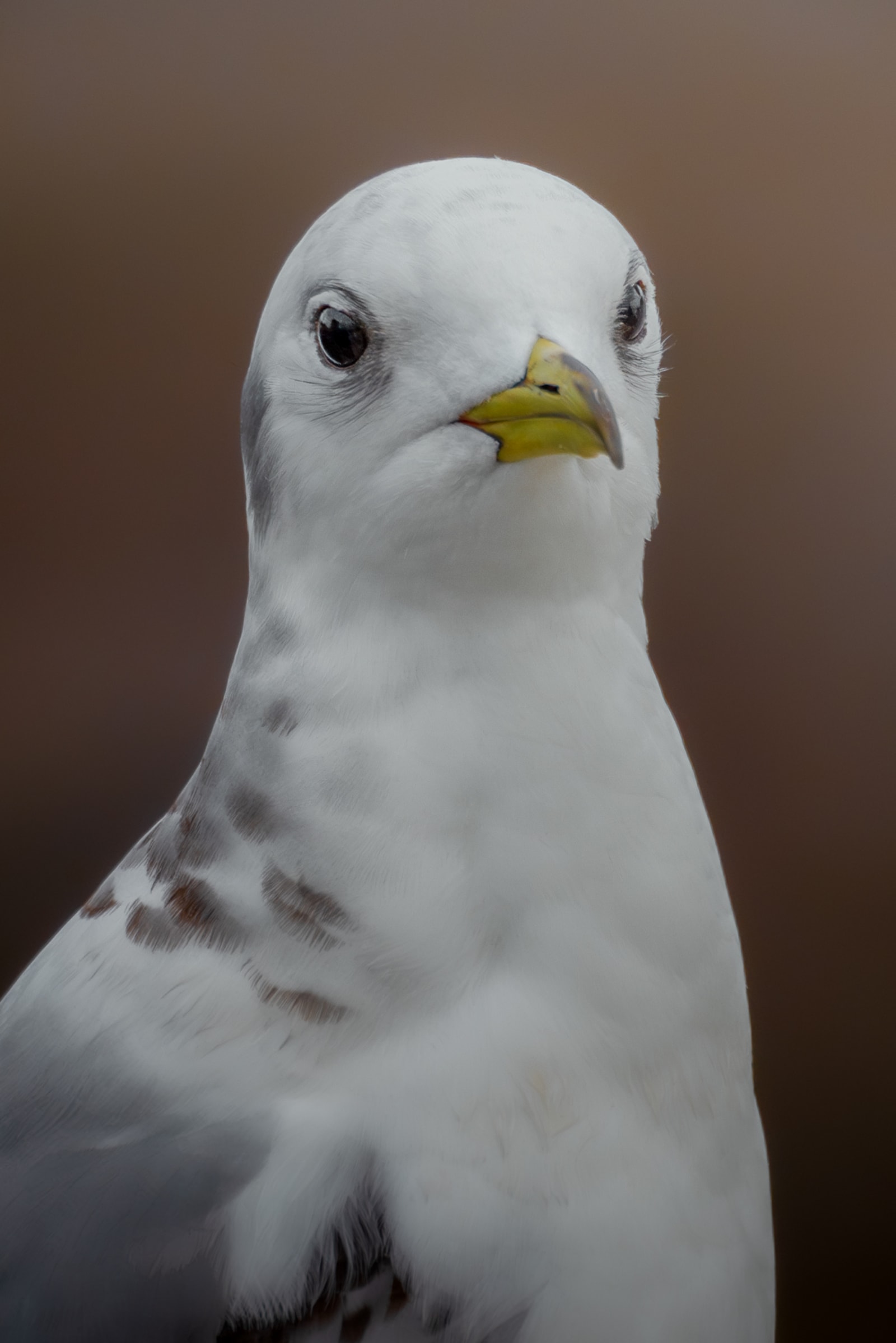 Portrait of a second year black-legged kittiwake, with a beige/brown blurry background. The kittiwake is photographed from the chest upwards, and has a white body, with gray wings, and some brown and black specks on the face.