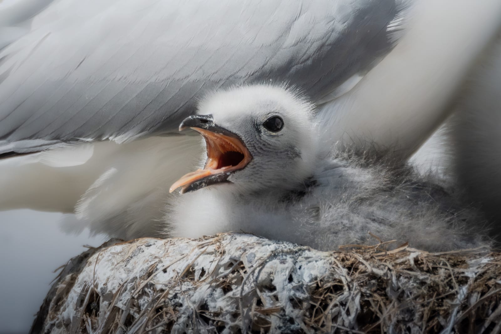 A kittiwake chick on the nest, having its beak wide open, exposing the pink inside of its mouth. It's a sunny day, and the picture is well lid with a lot of detail. The young kittiwake still has fluffy down and is very tiny, colored white ans gray, with a white beak.