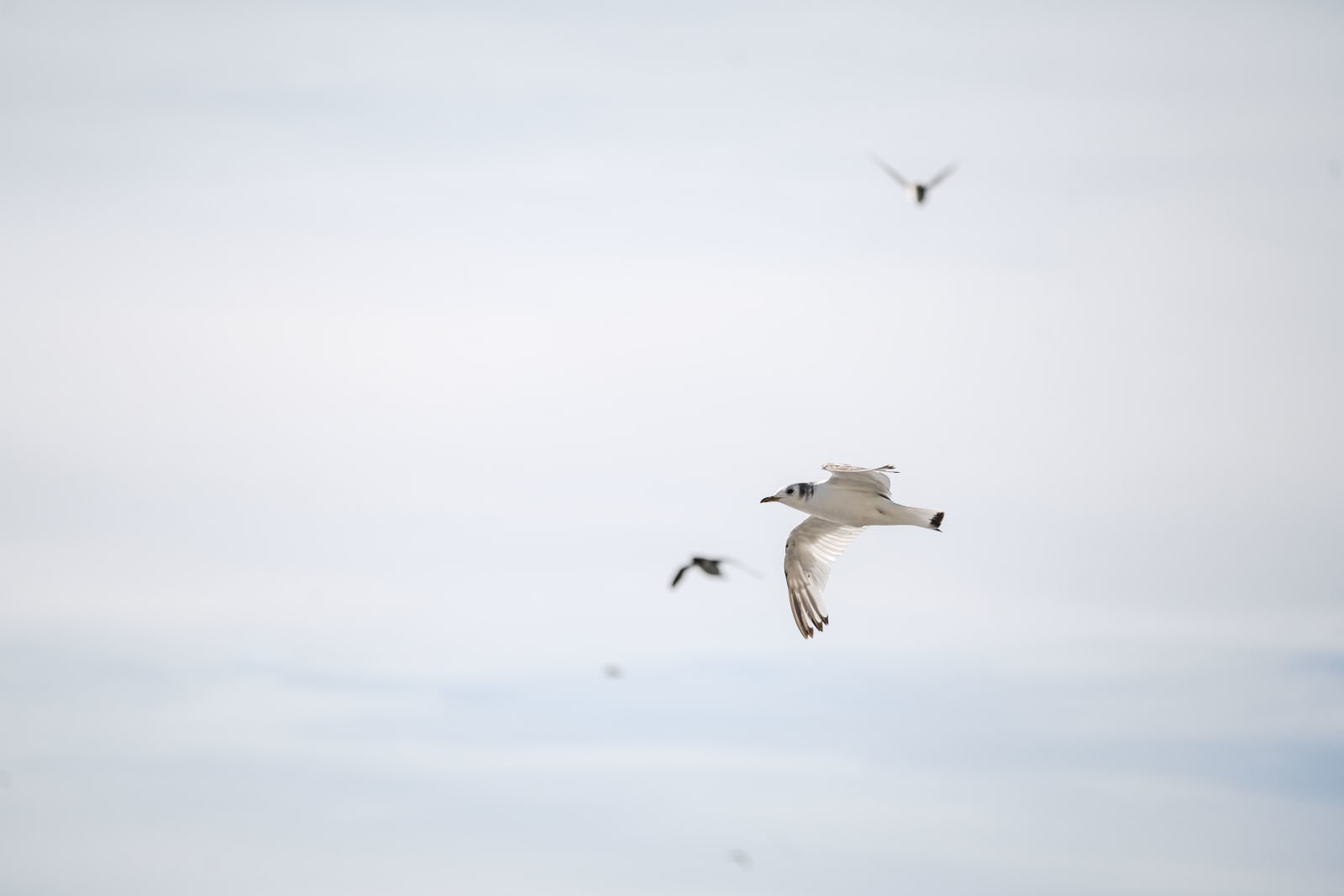 A young kittiwake (second year) flying small in frame against a light overcast sky, from the right of the frame to the left. Two auks are flying in the background.