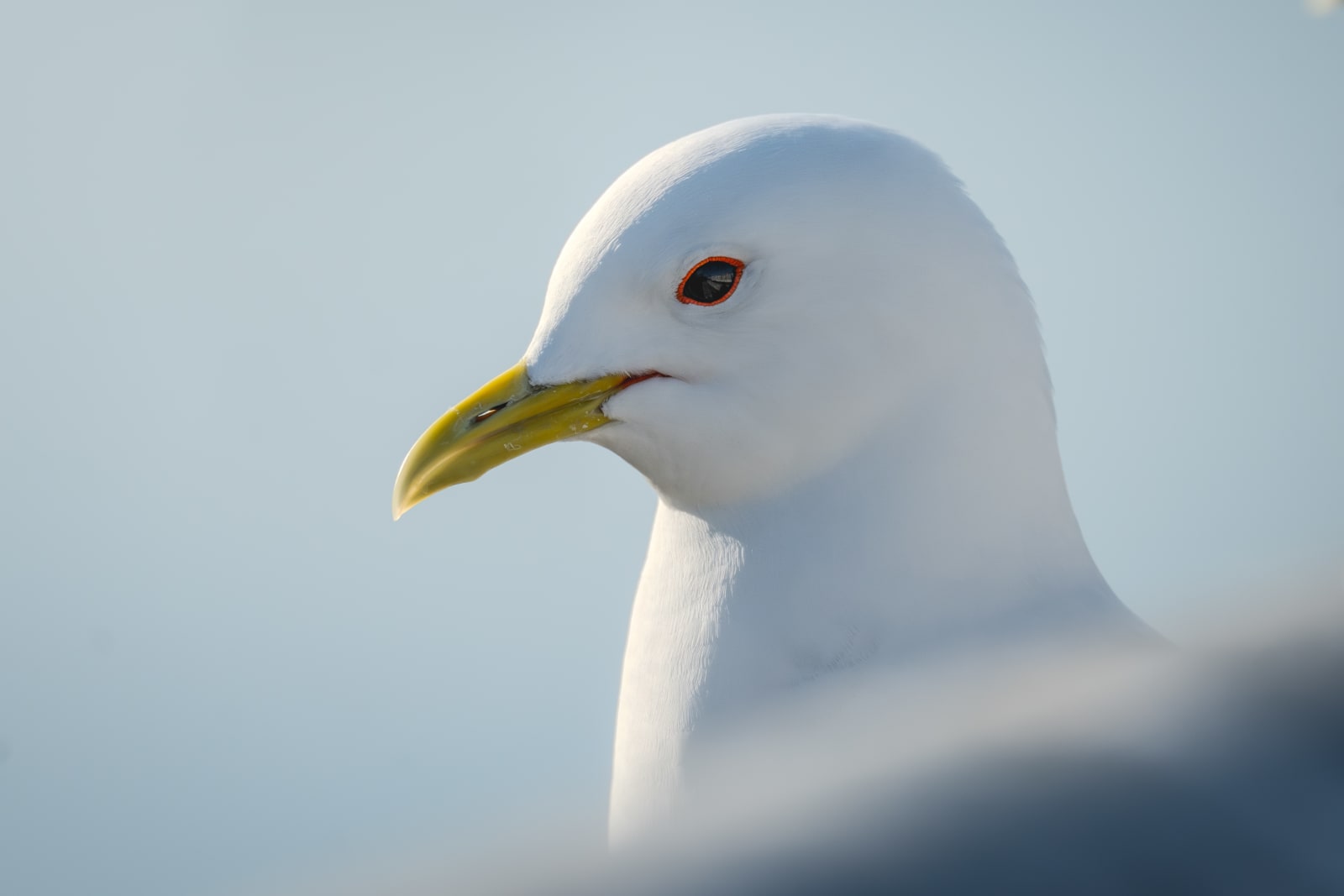 Portrait of a black-legged kittiwake, photographed from the chest upwards. The kittiwake is standing on the right side of the picture, looking towards the left, and the colors are a very cool aqua blue with contrasting yellow sunlight. The kittiwake has a white head, black eyes with a red ring around it, and a short bright yellow beak.