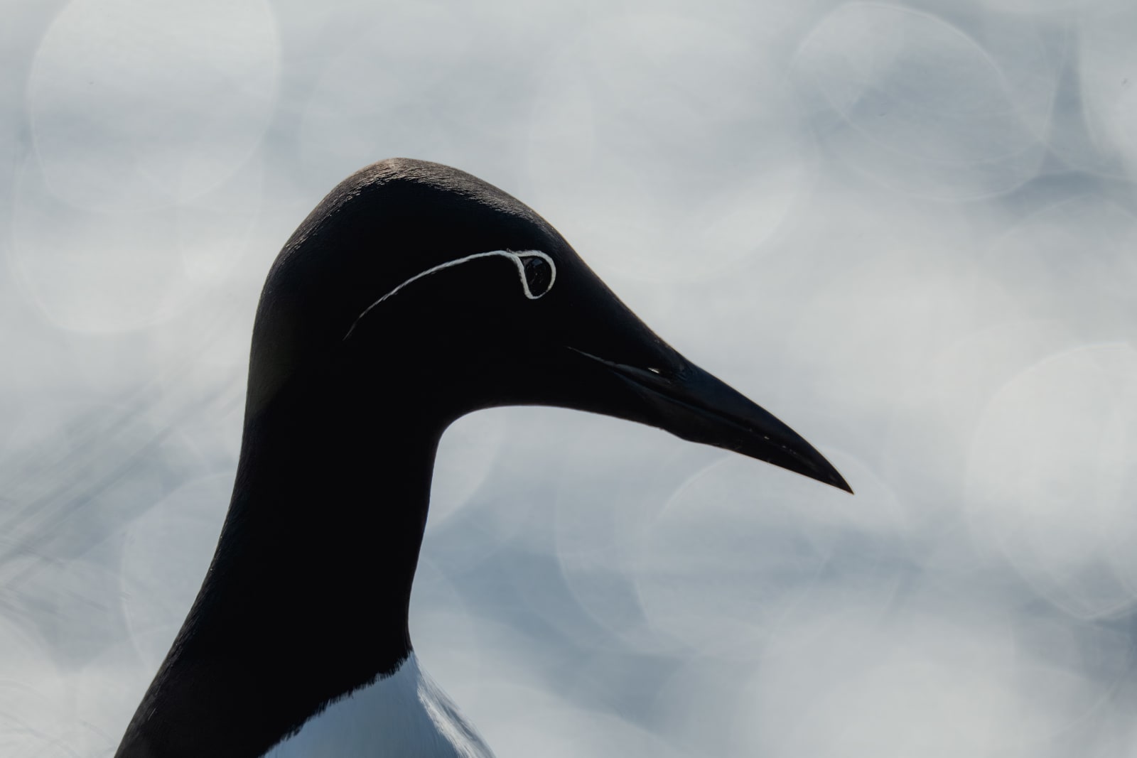 Common murre silhouette (chest upwards), with a blue sea full of blurry bokeh in the background.