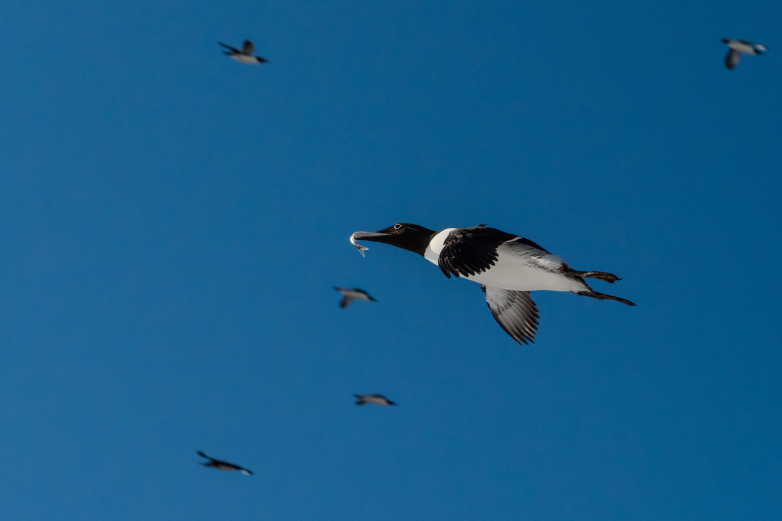 Common murre flying from right to left of the frame, with a fish in its beak. In the backgrpound are 5 other murres flying in the opposite direction, left to right. It's a sunny day with blue skies.