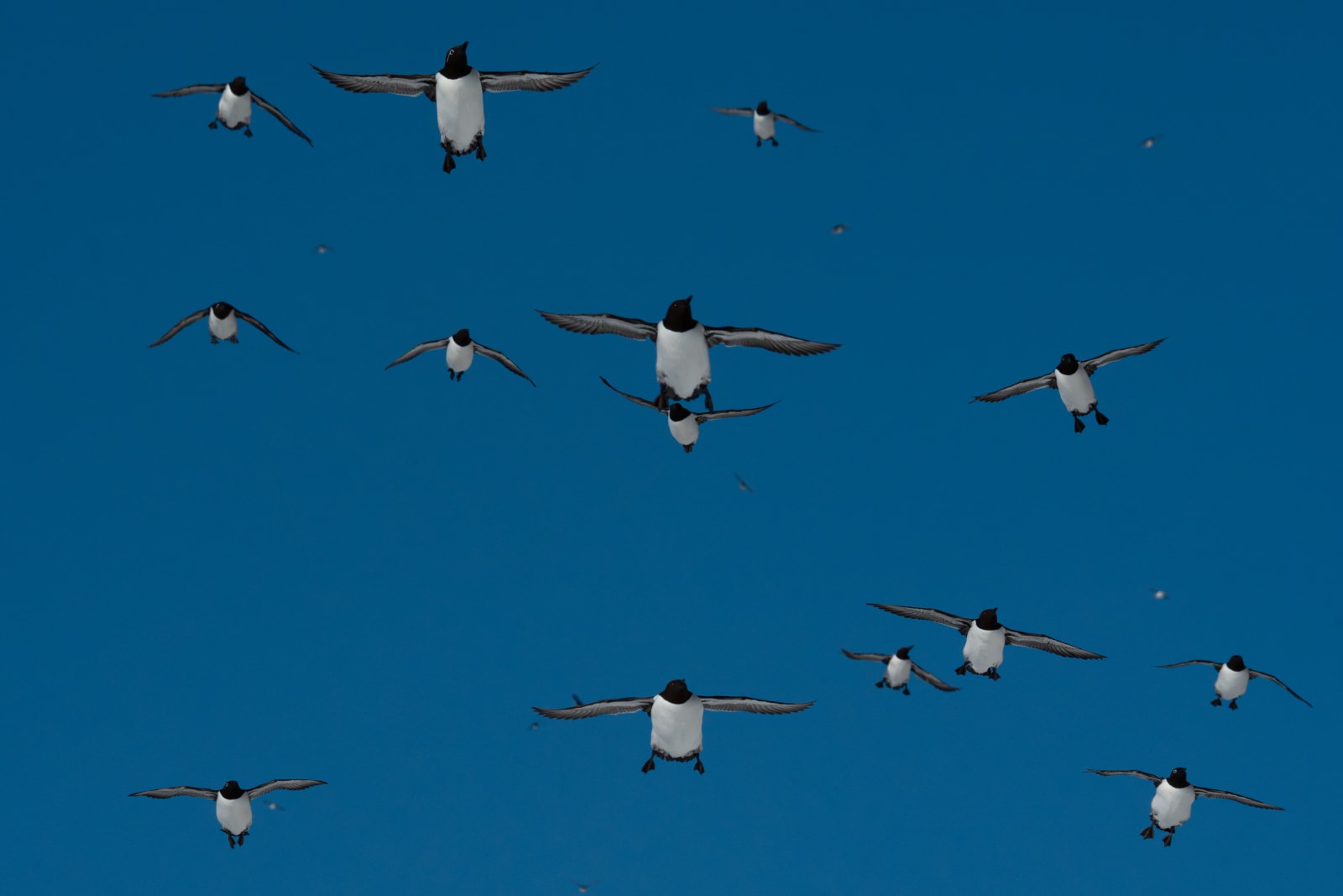 Group of around 20 common murres (black and white seabirds of the auk family) in flight, against a blue sky.