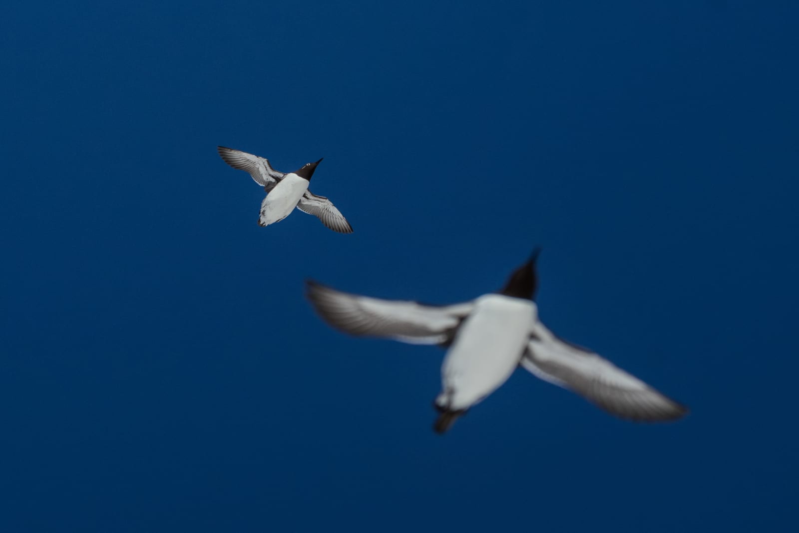 Two common murres in flight, photographed from right below them. The one on the right is flying lower, and is as a result bigger and out of focus. The one on the left is in focus, and the plummage of the underside of the body is well noticeable, with a black to white gradient.