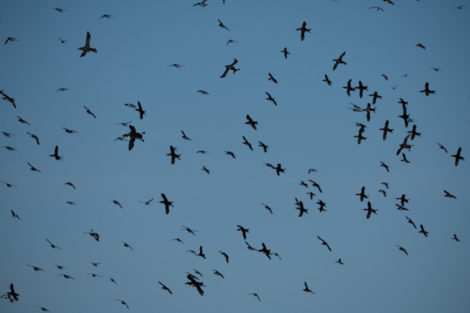 Common murres flying from the right to the left of the frame, against a bright aqua light sky