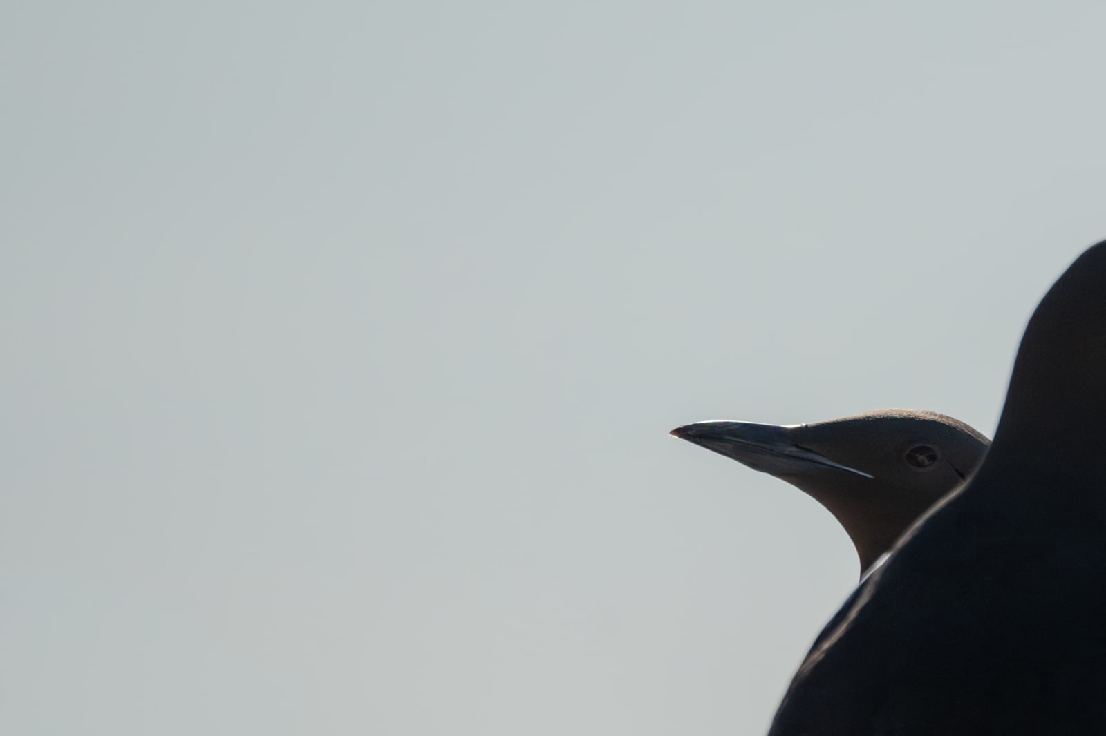 Small in frame common murre peeking from the bottom right corner of the image, jusgt the beak and face are in view.