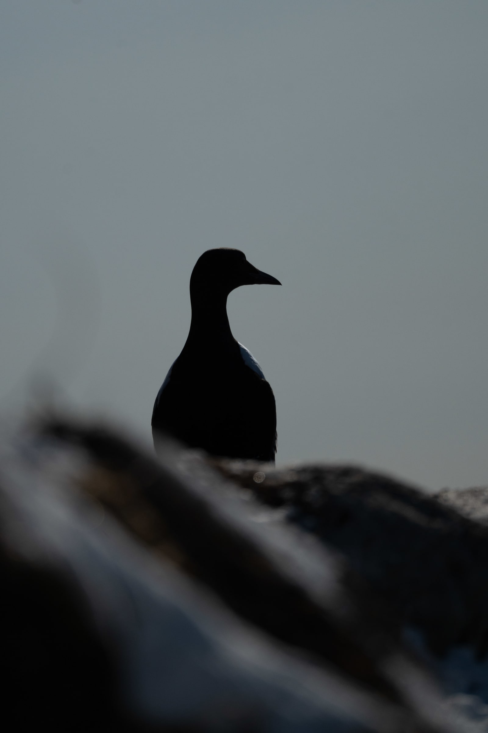 Silhouette of a common murre, overlooking a clear blue sky, while standing on a rock.