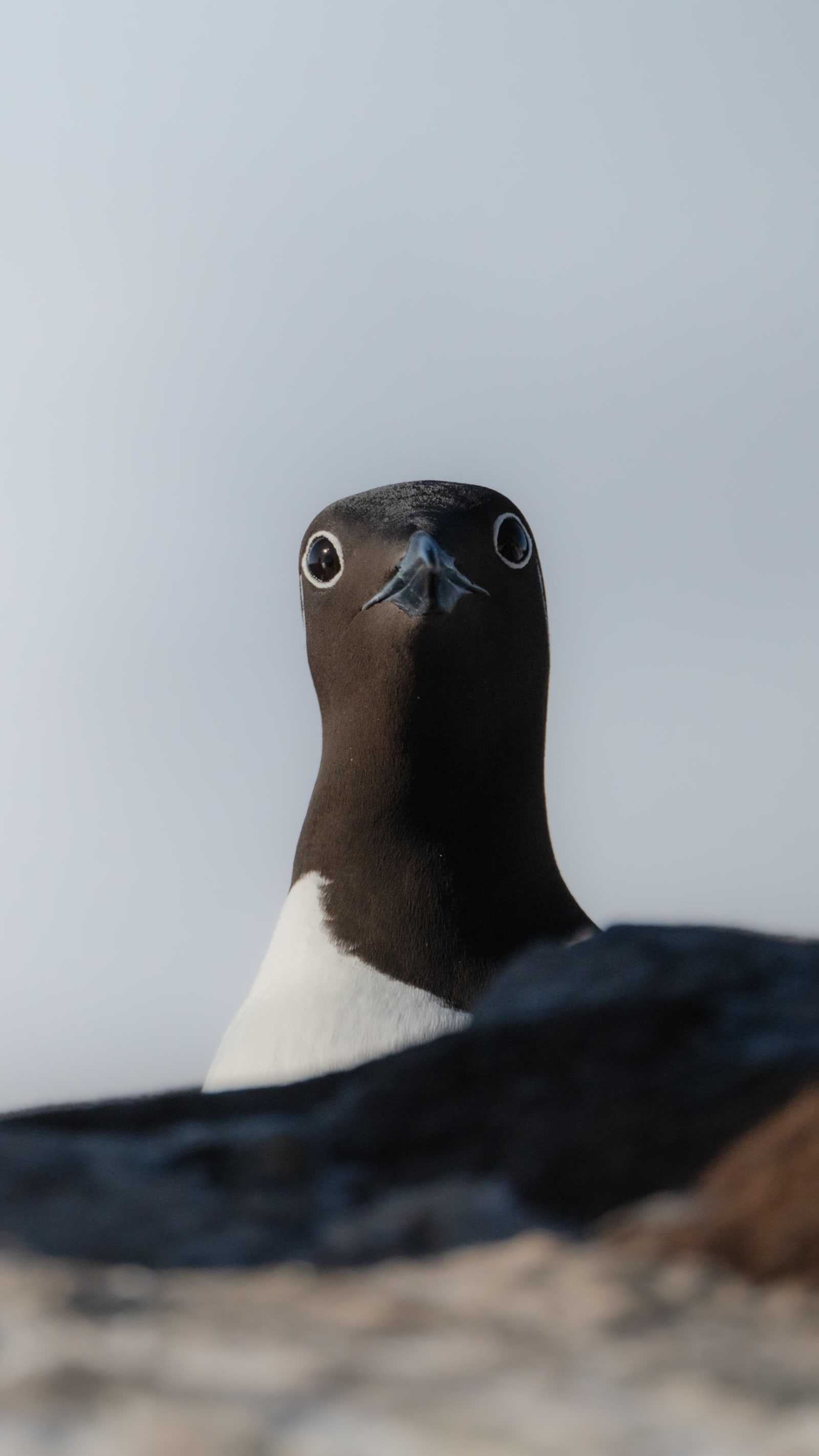 Telezoom portrait of a common murre, with out-of-focud rocks in the foreground. The myrre has a black head with black beak, and white "glasses" around the eyes, and is looking straight at the camera