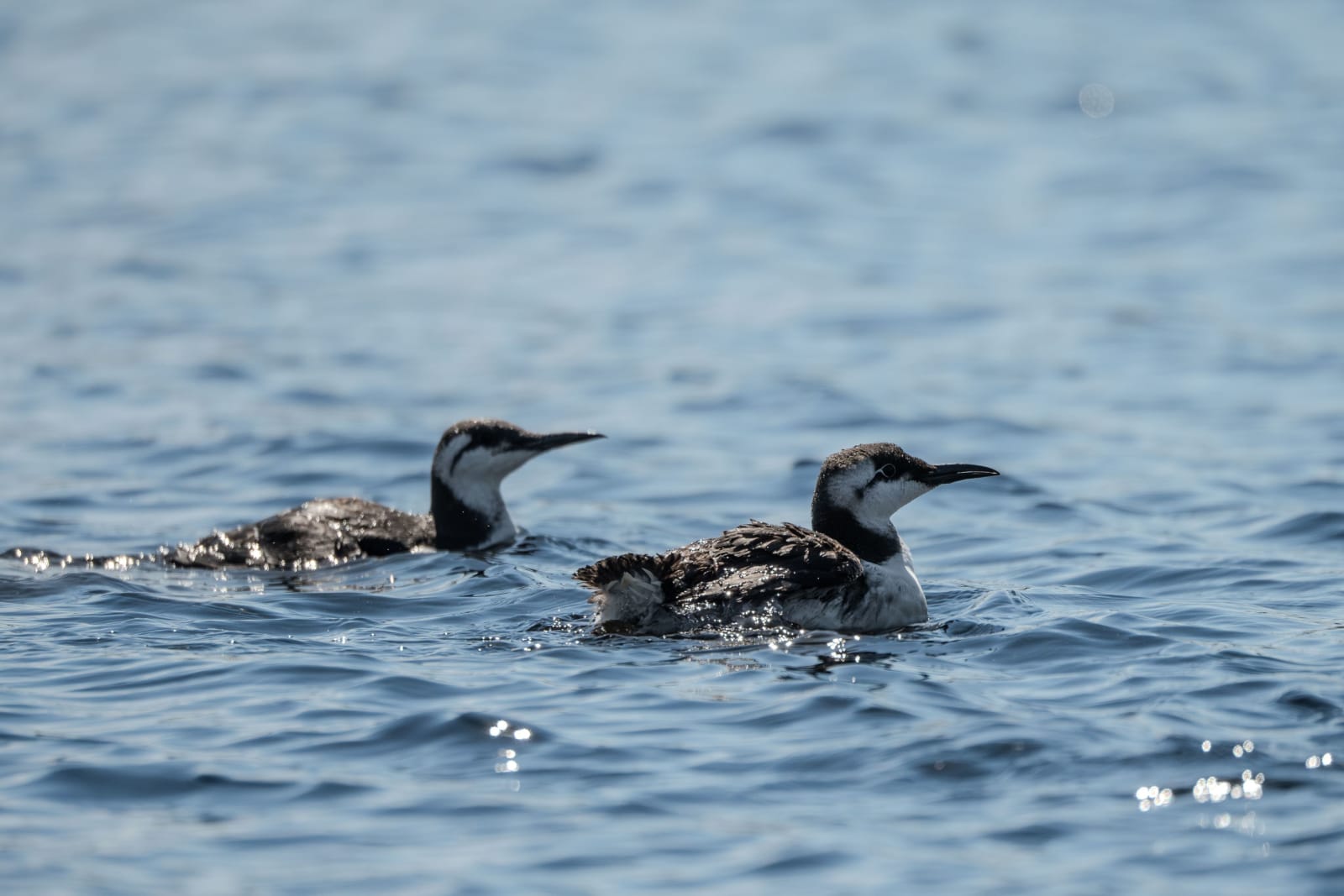 Two young murres on the water