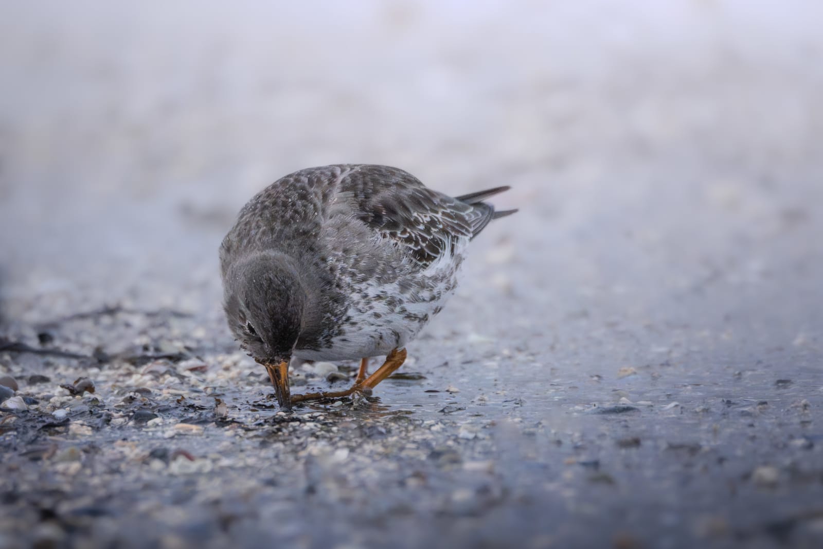 Purple sandpiper foraging along an icey coastline, in purple light. The sandpiper is hanging forward, its long orange beak reachign for something on the ground right under the water.