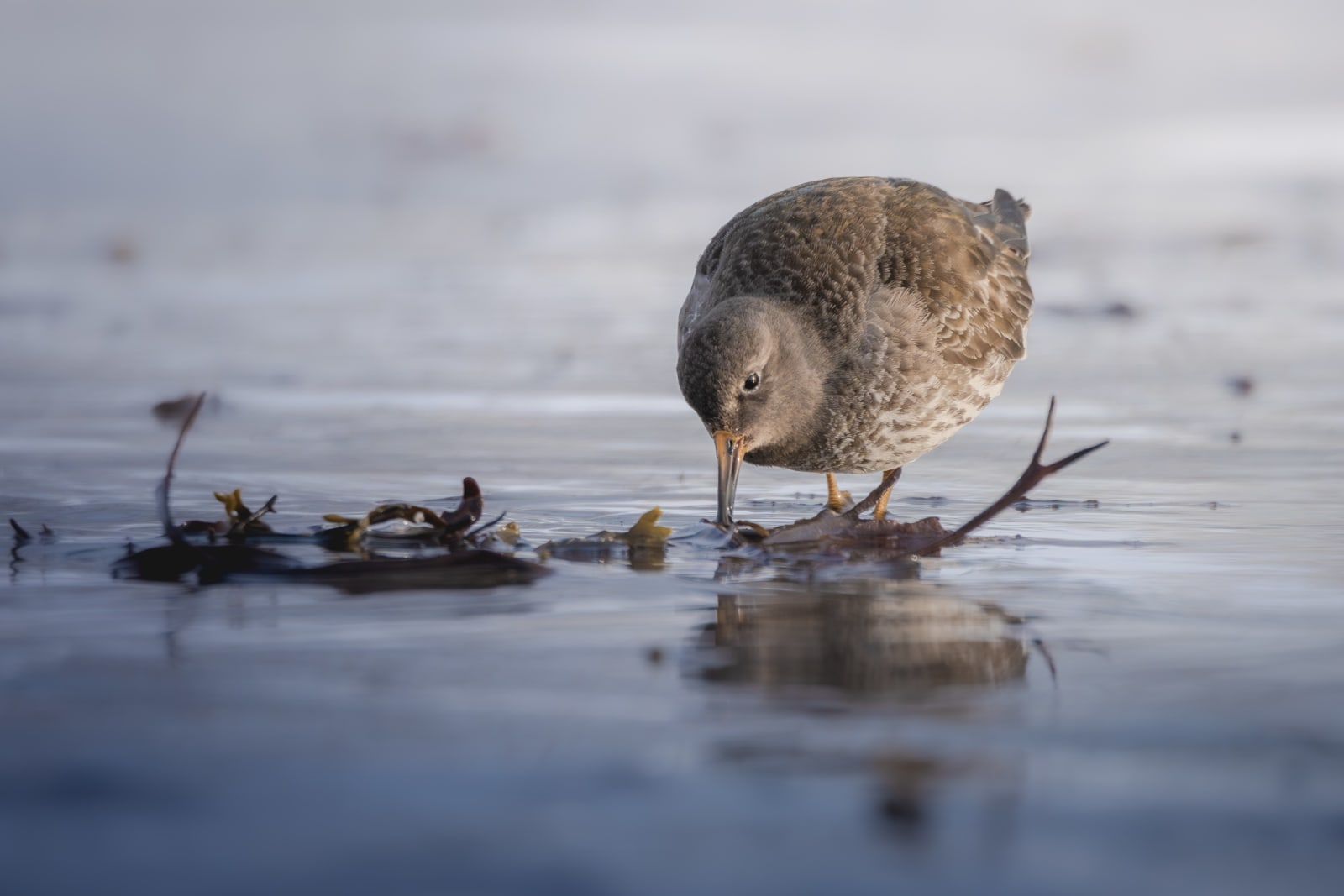 Purple sandpiper foraging in the water. The water is dark blue, and from the top right corner there's orange light coming into frame. The sandpiper is walking from the top right to the bottom left of the image, and standing on a twig.