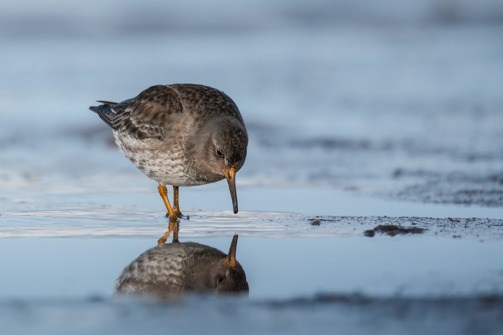 Purple sandpiper foraging in very reflective light blue water that has small pieces of ice drifting into it, on a sunny day. The sandpiper is about to take something out of the water, looking at its own reflection.