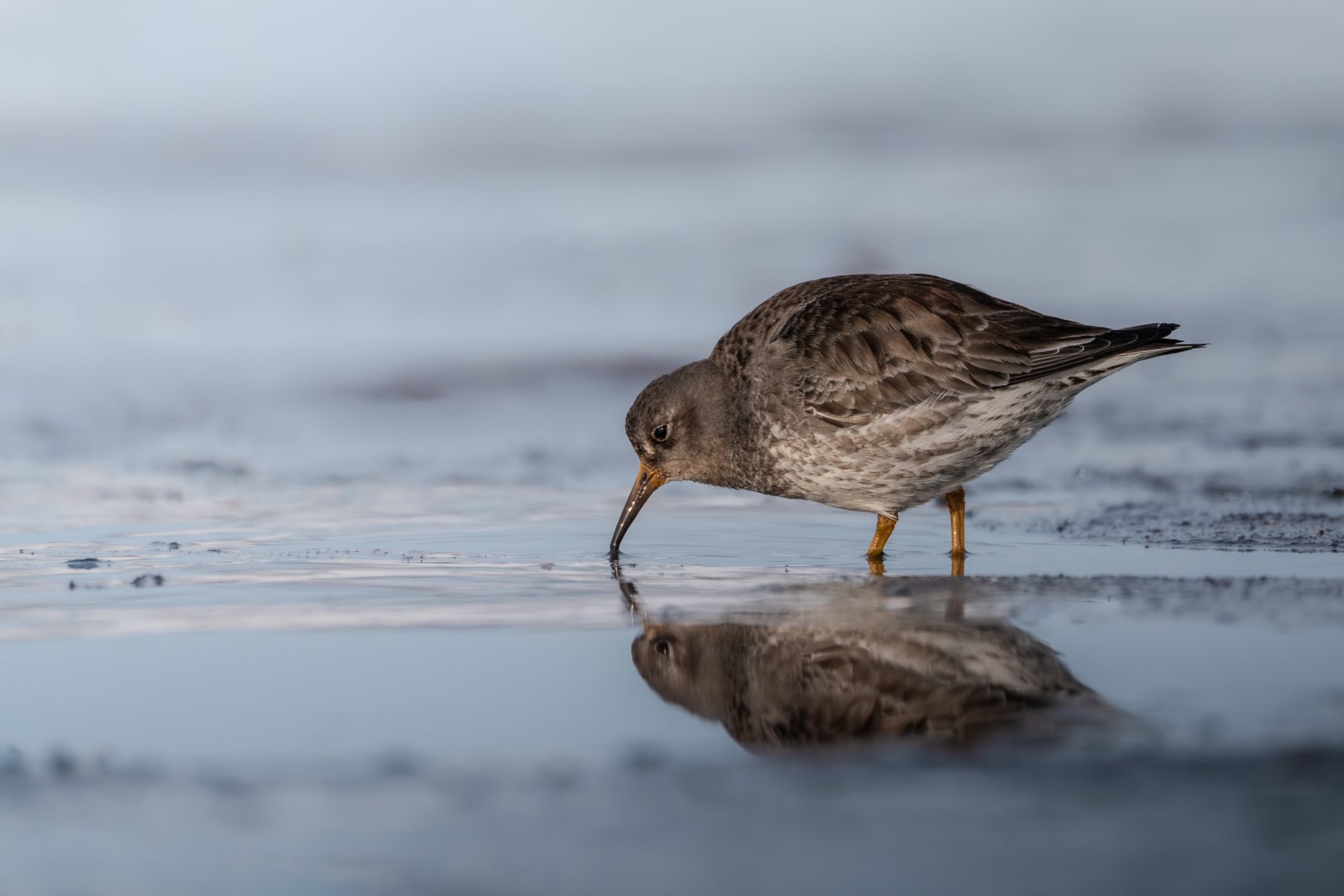 Purple sandpiper foraging in very reflective light blue water. The sandpiper is having its beak in the water, while walking from the right to the left of the frame.