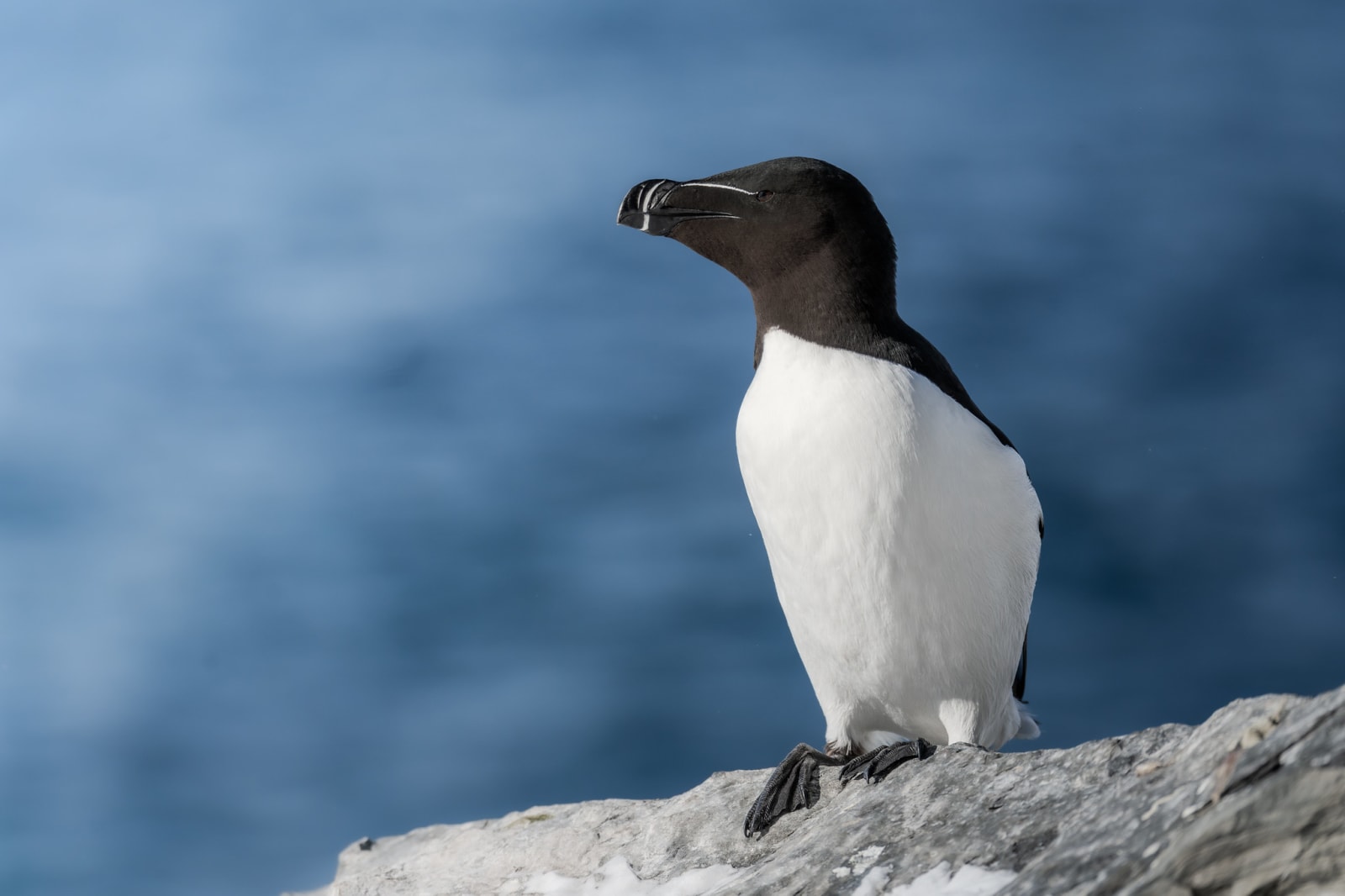 Razorbill sitting on a rock in front of a deep blue sea. The razorbill is a medium-small seabird of the auk family. Its belly is white, back and wings and head are black. They have a white vertical stripe on the beak and a white horizontal stripe right above the beak.