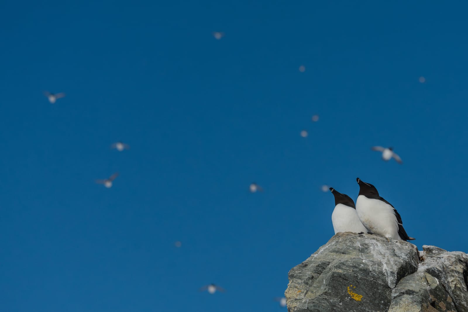 Two razorbills, small in frame, sitting on a rock in the bottom right corner of the image. In the background, thousands of auks (murres, razorbills, and puffins) take flight.