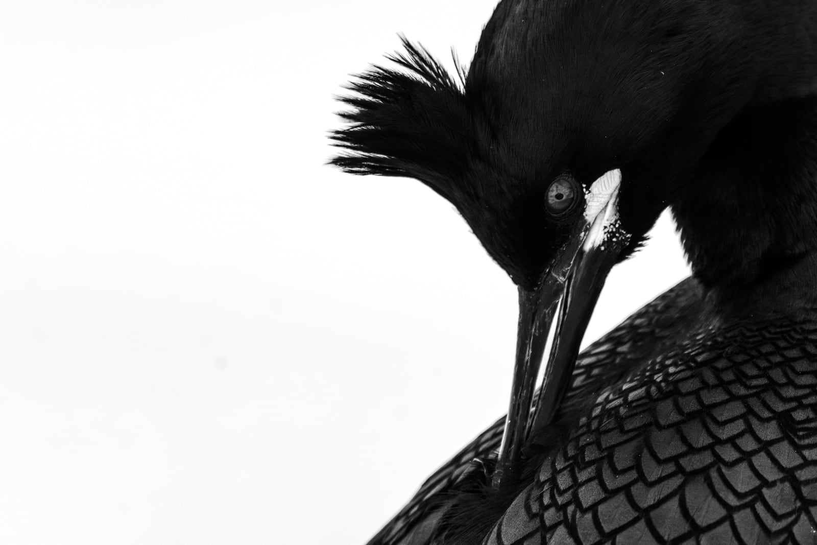 Black and white close-up of a shag preening its feathers, looking backwards touching feathers on the back.