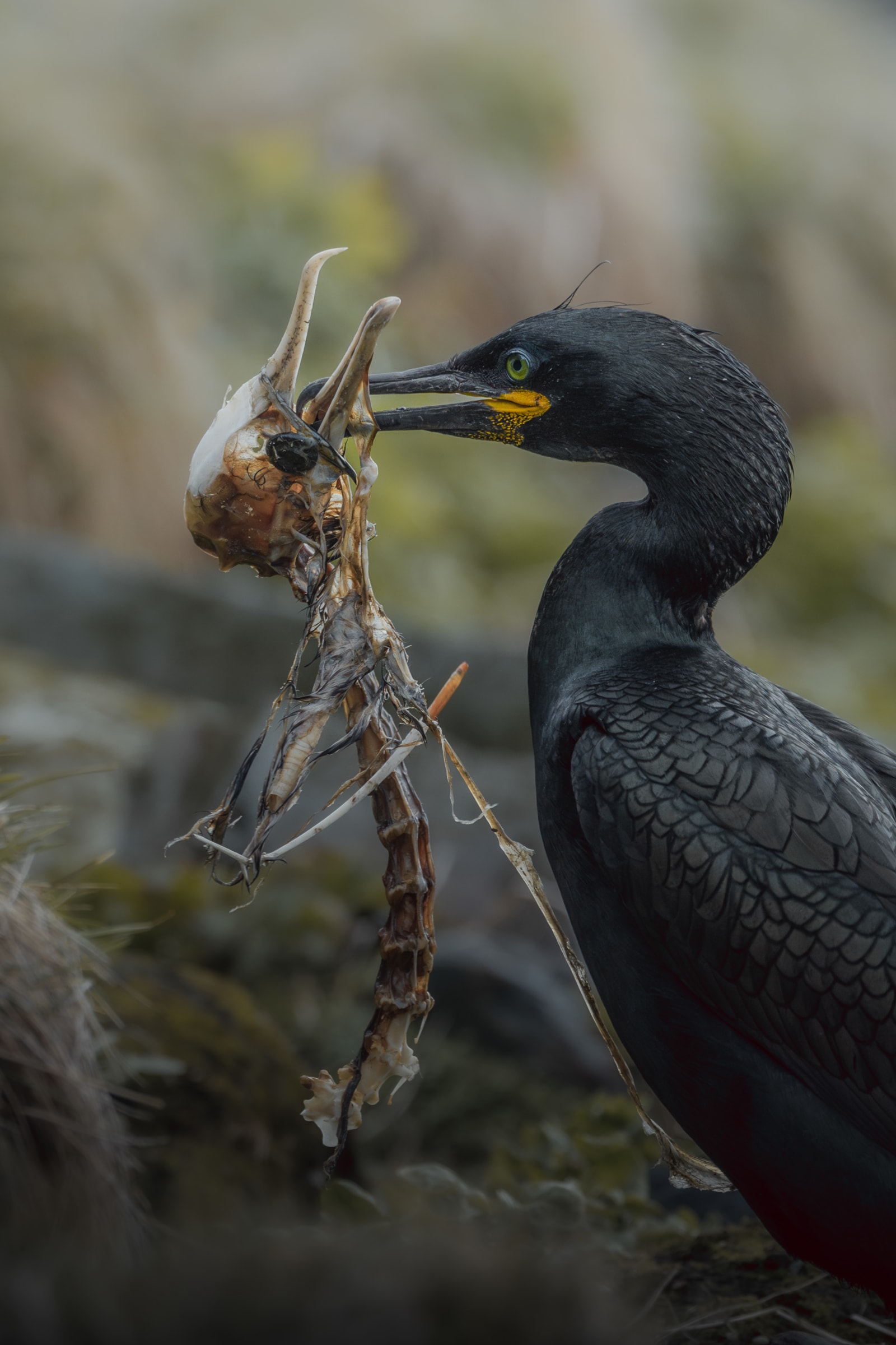 European shag walking around with the skeleton of another european shag in its beak. He's walking right to left in the frame, and between grassy terrain.