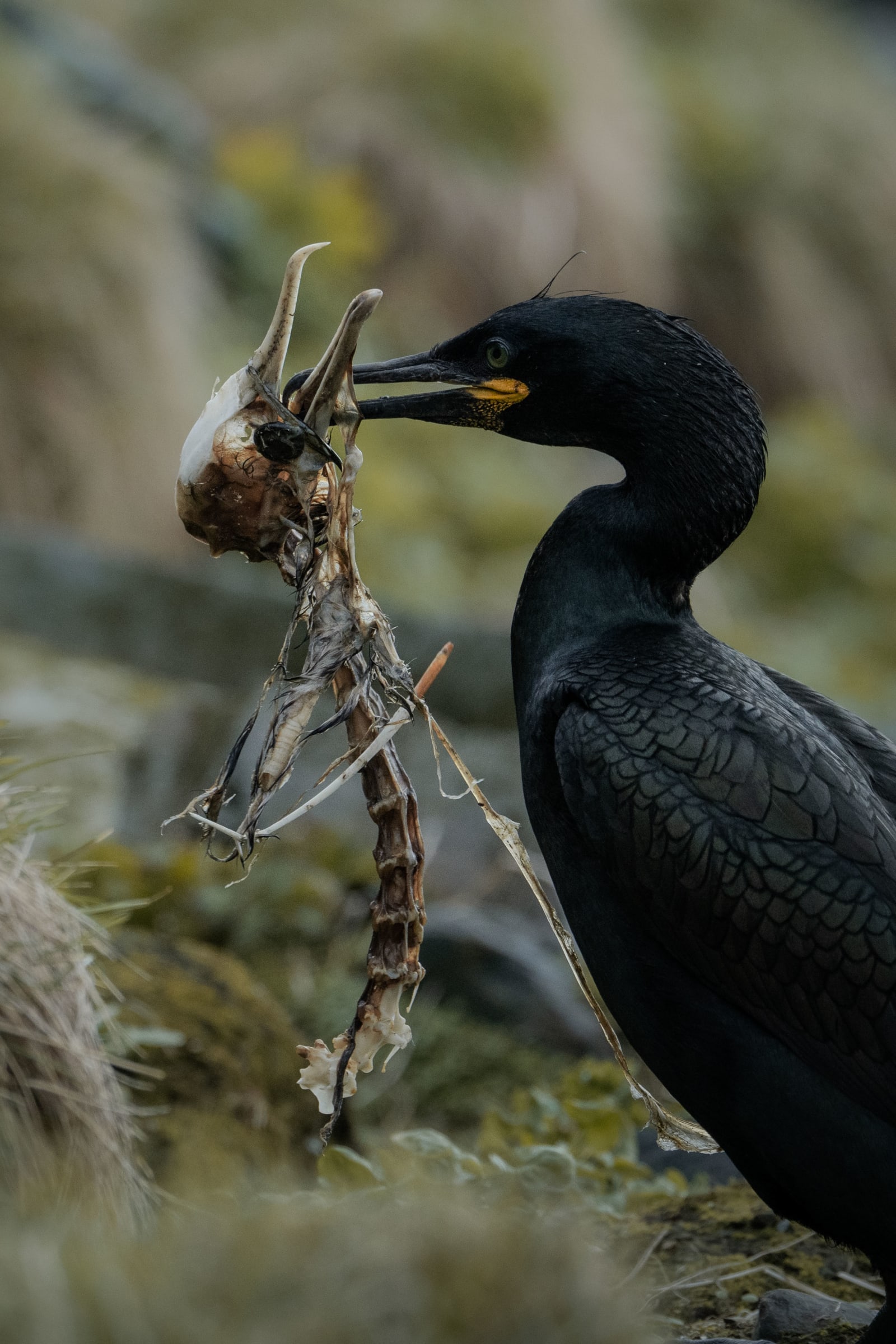 European shag walking around with the skeleton of another european shag in its beak. He's walking right to left in the frame, and between grassy terrain.