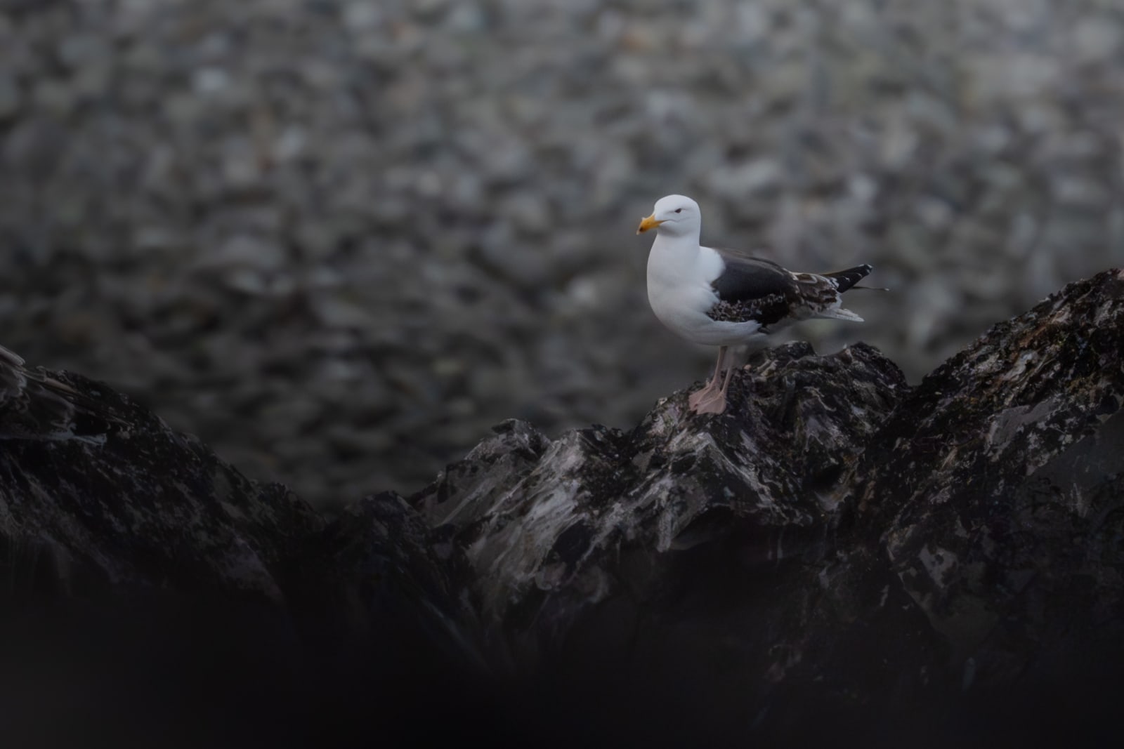 Near-adult great black-backed gull standing on a rocky coastline, blending in well with its environment. The GBBG is a large gull, with pink feet and black wings, and this indivisual still has some white/brown juvenile feathers left on the wings.