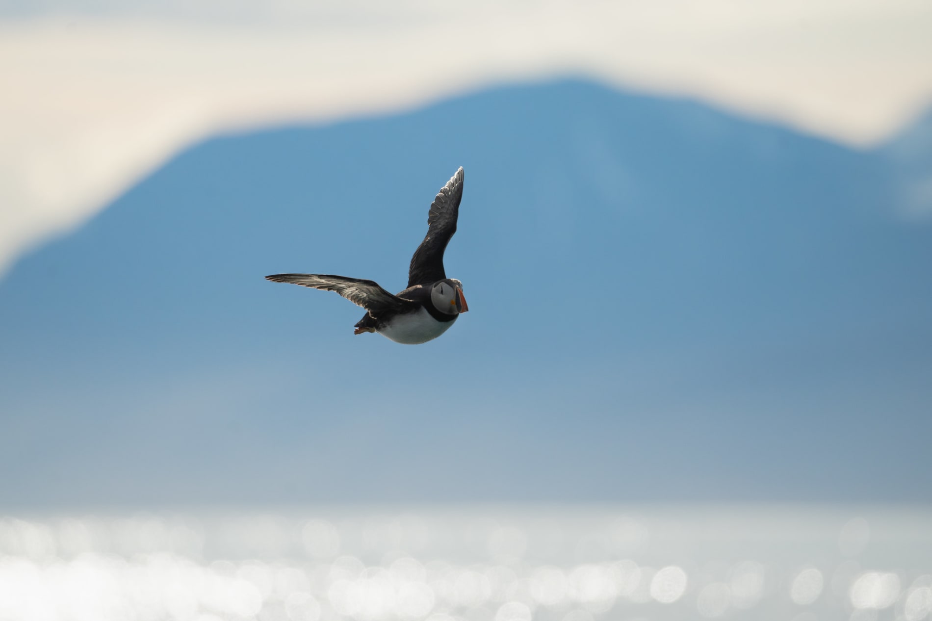Atlantic puffin in flight, with the mountains in the background.