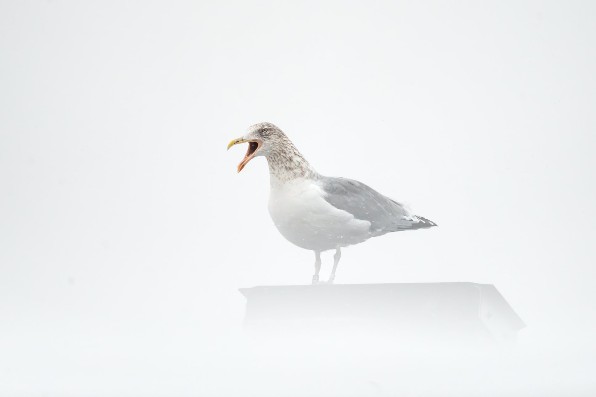 Adult herring gull in winter plumage, standing on a chimney, surrounded by snow.