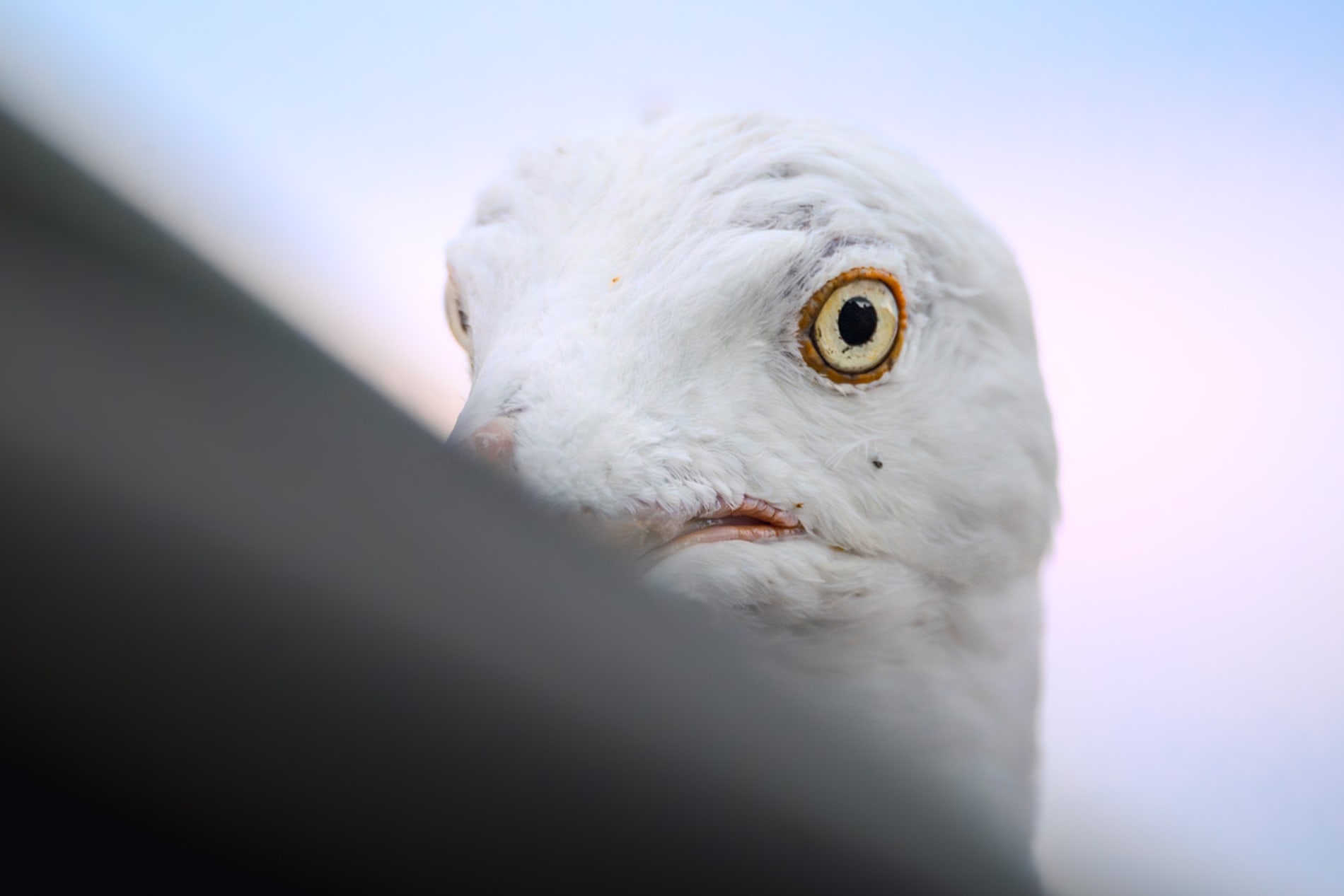 Adult herring gull looking at the camera from behind a diagonal roof, with a trans flag colored sky in the background