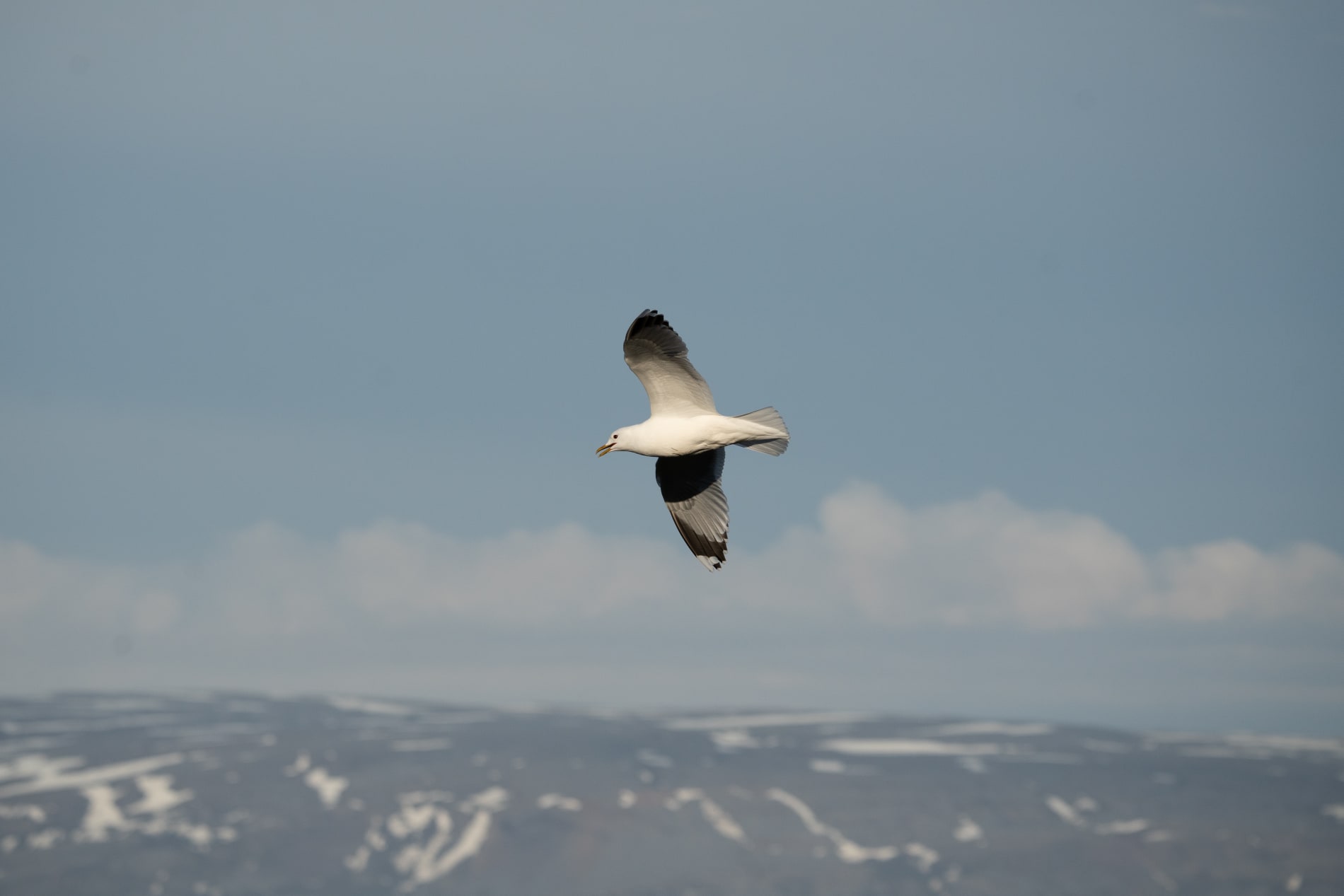 Adult common gull in flight, with mountains and light clouds in the background.