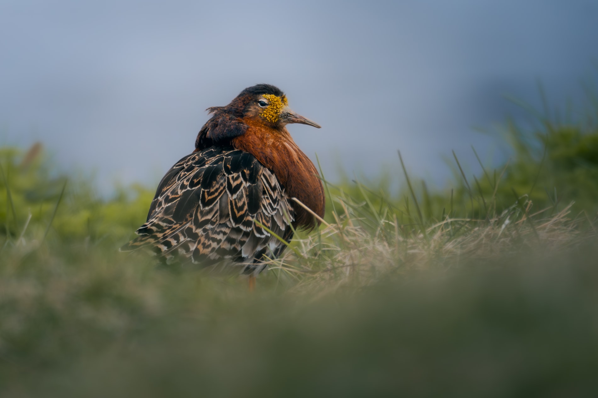 Male ruff with orange/brown neck feathers and yellow face, looking to the side of the screen. His neck and head feathers are laying down, hiding his beautiful manes quite a bit.