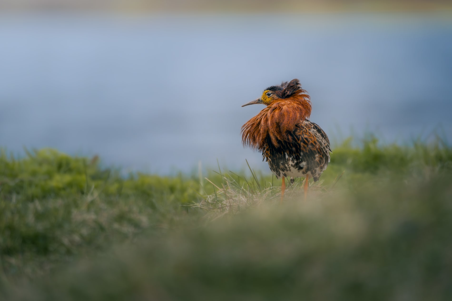 Male ruff with orange/brown neck feathers and yellow face, looking to the side of the screen with a stern expression. He's standing in grass, with a lake in the background, and yellow grass behind the lake.