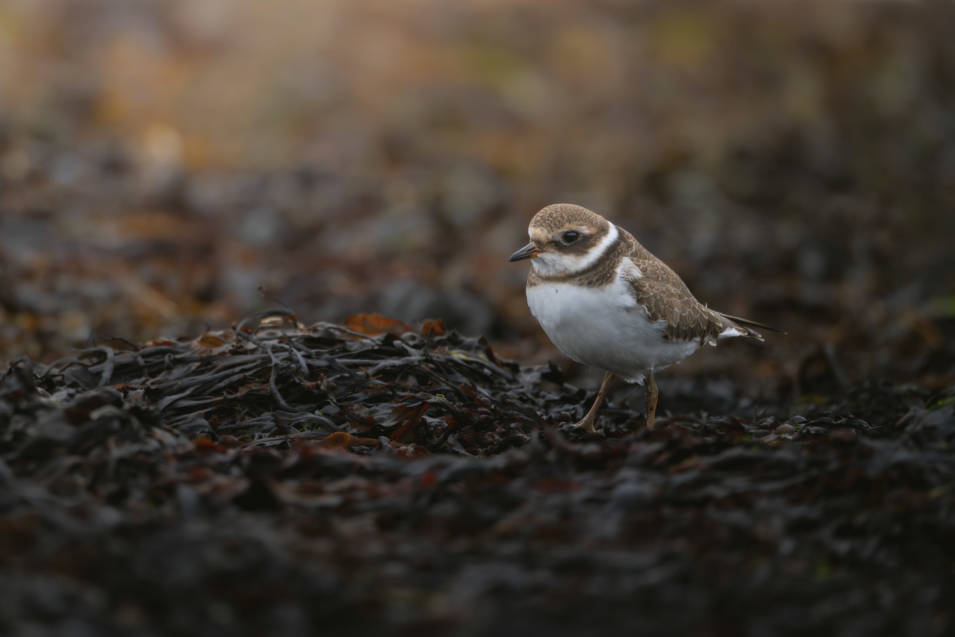 Common ringed plover standing between brown kelp. The sunlight is coming from the top left of the corner, and the bird is standing in the center right. It's a zoomed in picture, so the plover takes up around a third of the height. The belly and a band around the neck are white, brown speckled back and top of head, and a dark brown band aroiund the neck.