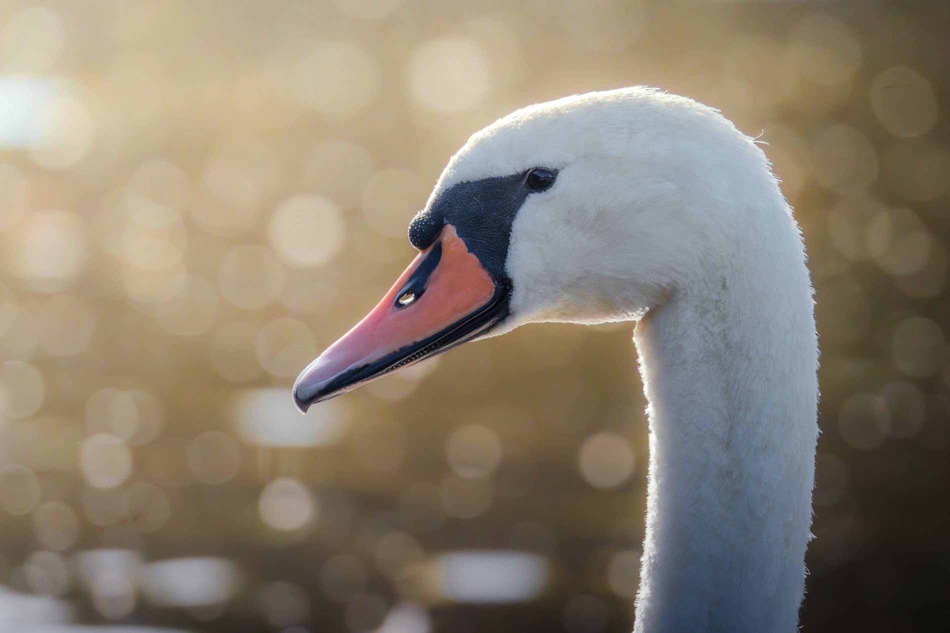 Close-up portrait of a mute swan, with golden bokeh in thte background and backlight givin g the swan a bright outline. The head and neck is white, with a black ball above the orange beak.