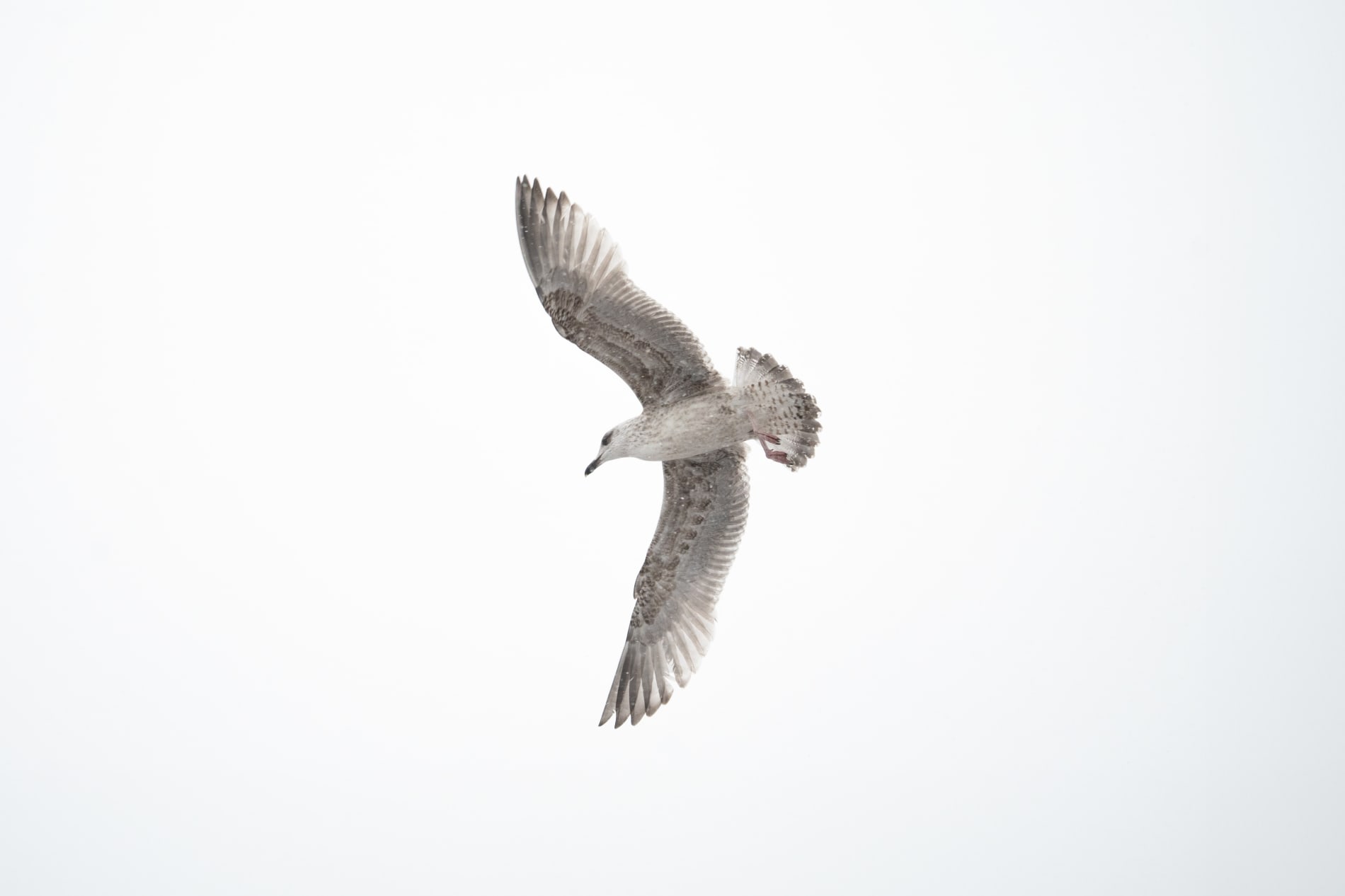 Herring gull flying over in the snow, photographed from below, against a white sky