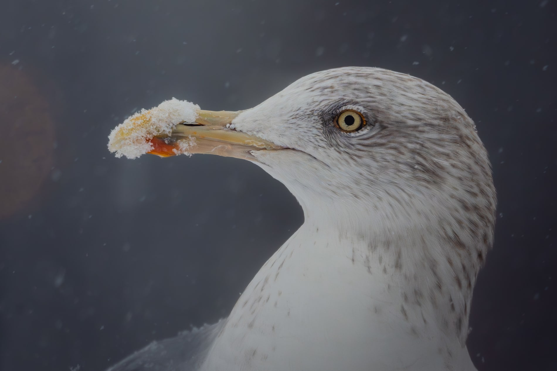 Portrait of a European Herring Gull in a snow storm. The picture is zoomed in on his face, the background is an out of focus hazy dark purple/gray, and there's snow falling around the gull. He's in adult winter plumage, white body with gray stripes on the head and around the eyes.