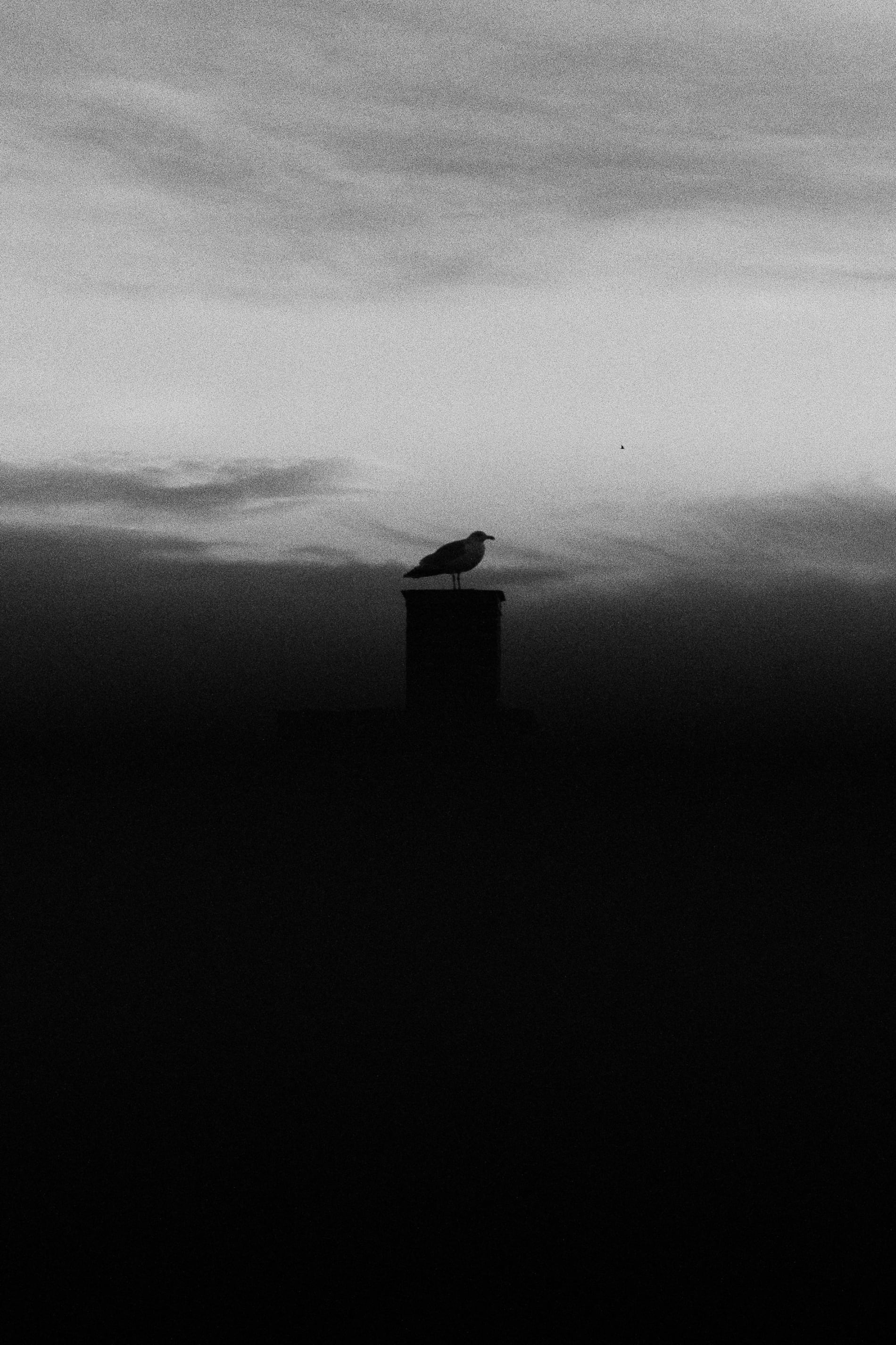 Black and white silhouette of a herring gull, standing on top of a chimney.